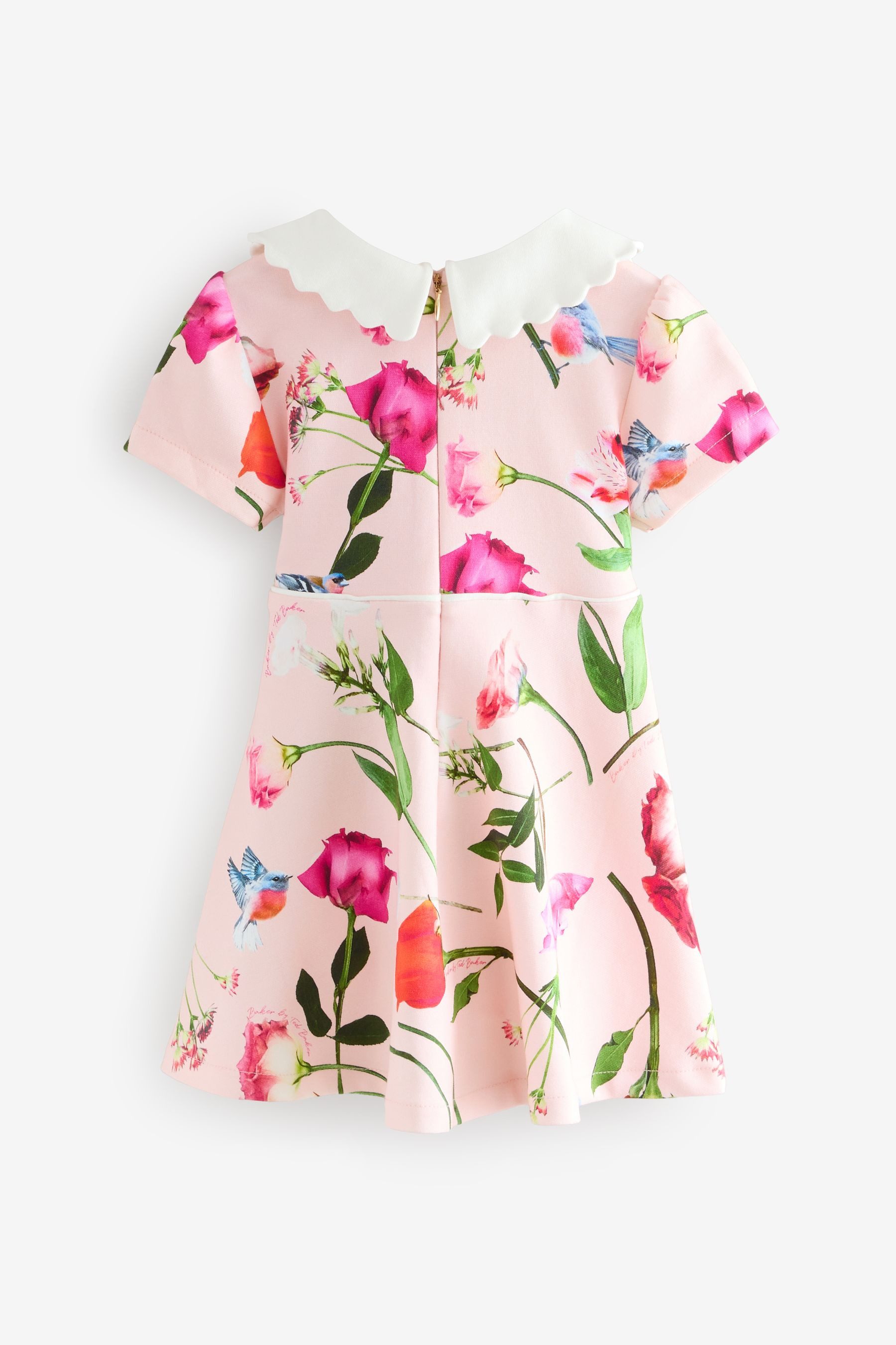 Baker by Ted Baker Sommerkleid Baker by Ted Baker Ponte-Kleid mit Schleifenkragen (1-tlg)