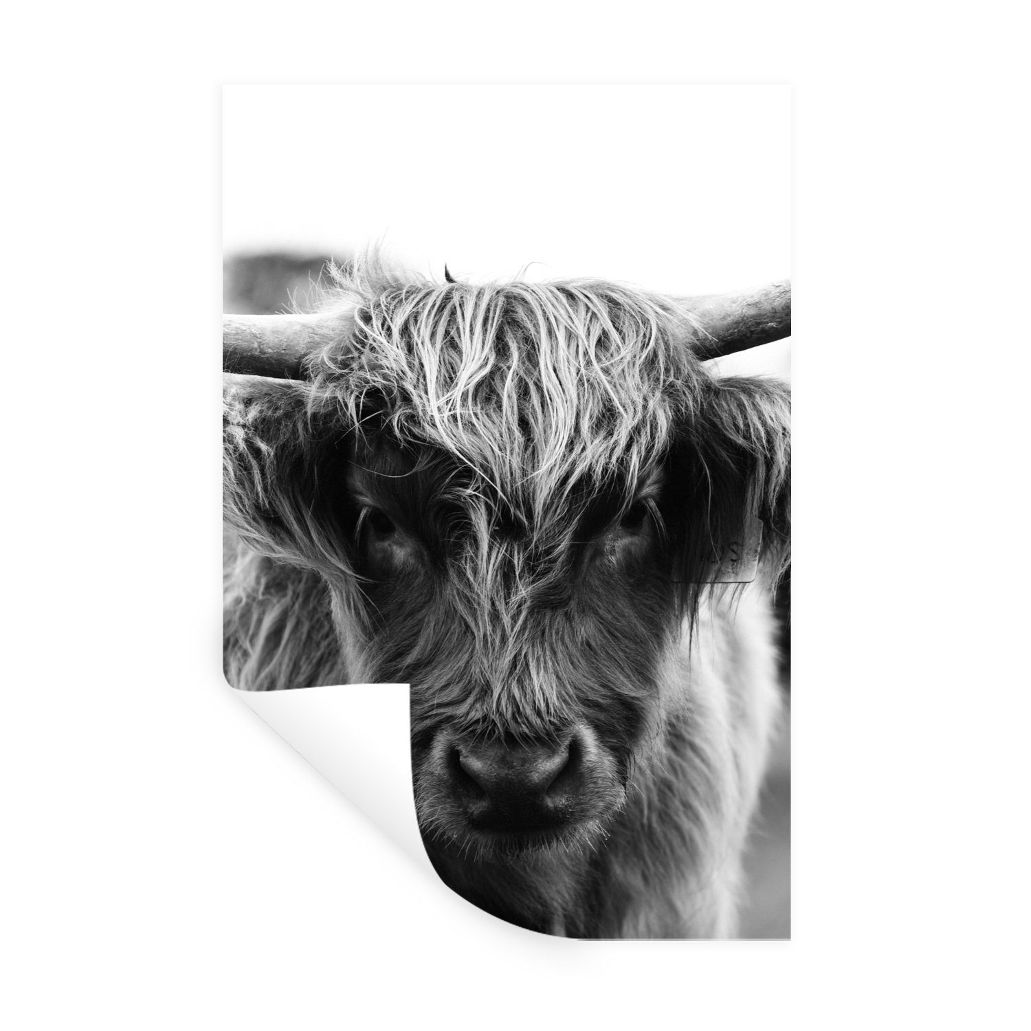 MuchoWow Wandsticker Schottischer Highlander - Kuh - Gras - Tiere - Natur (1 St), Wandaufkleber, Selbstklebend, Wohnzimmer, 20x30 cm