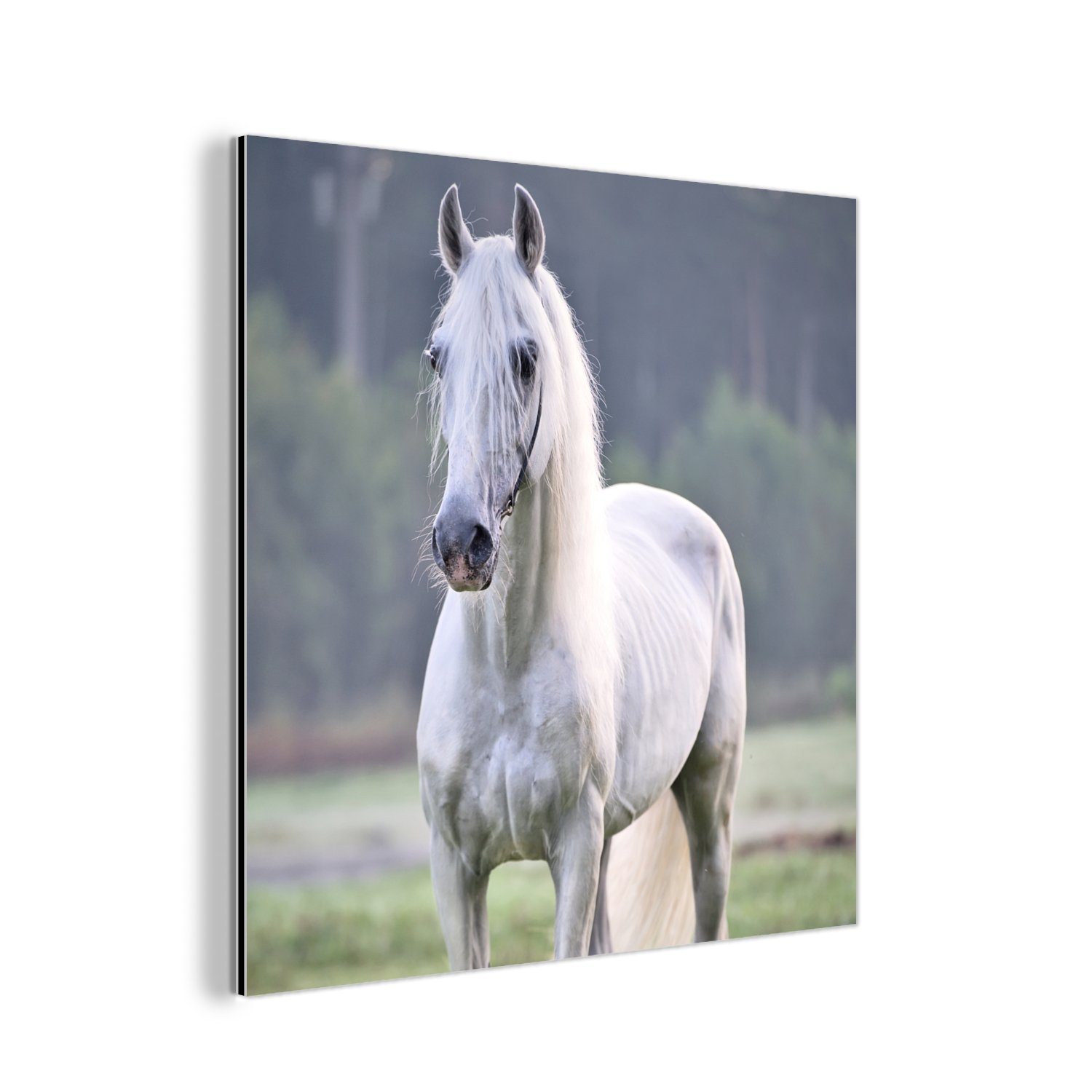 - Gemälde Alu-Dibond-Druck, Pferd aus Licht (1 Aluminium Morgen, Metall, Metallbild - deko St), MuchoWow