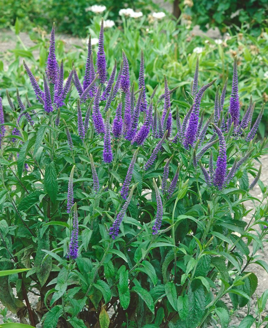Pflanzen für Dich Staude Veronica long. Blauriesin, 1 St., Langblättriger Ehrenpreis, Ehrenpreis