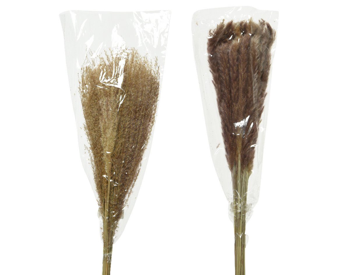 Trockenblume, Decoris season decorations, Trockenblumen Pampasgras Gräser 75-105cm natur braun 2er Set
