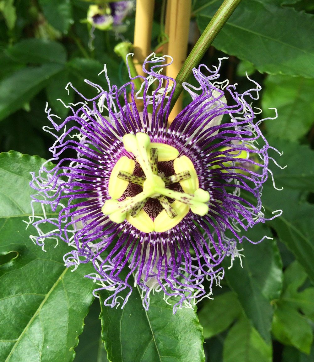 BALDUR Garten Obstpflanze Maracuja-Pflanze, 1 St., Passiflora edulis, essbar, pflegeleicht, rankend – Bild 3 von 3