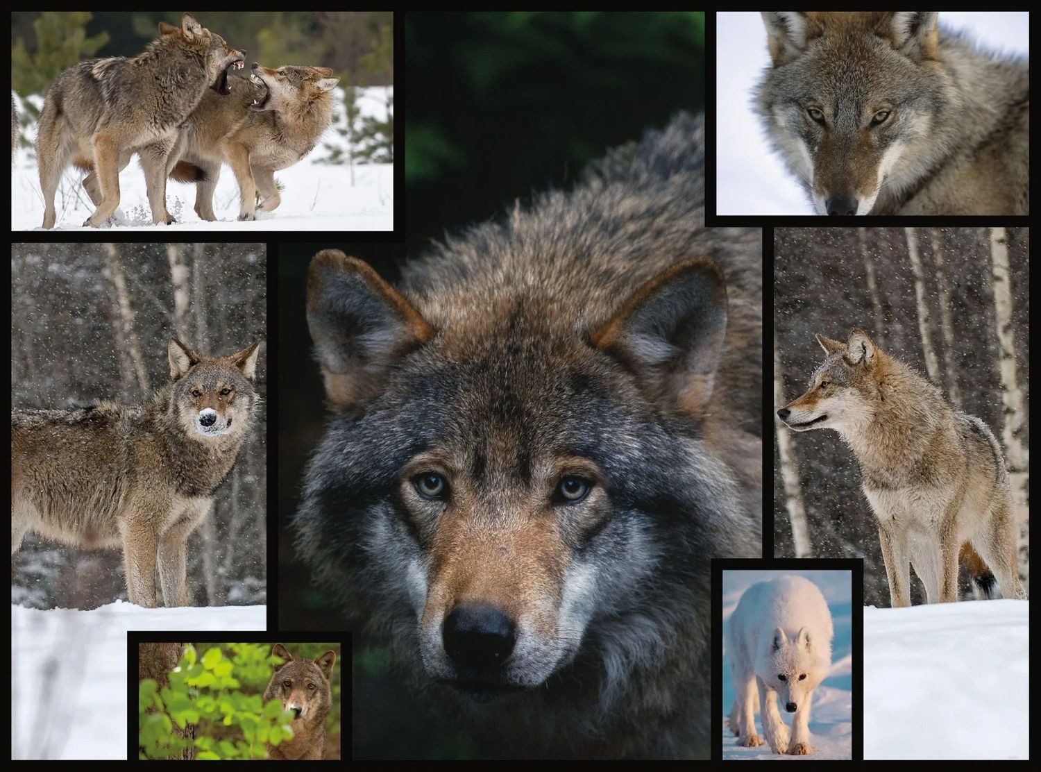 BrainBox Puzzle Ambassador - Wölfe 1000 Teile, 1000 Puzzleteile