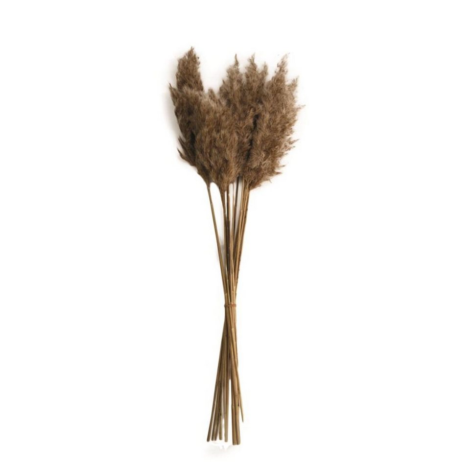 DIJK cm - - - 20 - Trockenblume 65 Stück, Wild Arundo plume Pfahlrohr natur reed donax