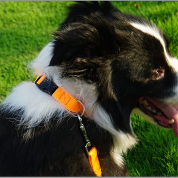 Lubgitsr Hunde-Halsband Hundehalsband, Hunde Halsband für Extra Große Hunde