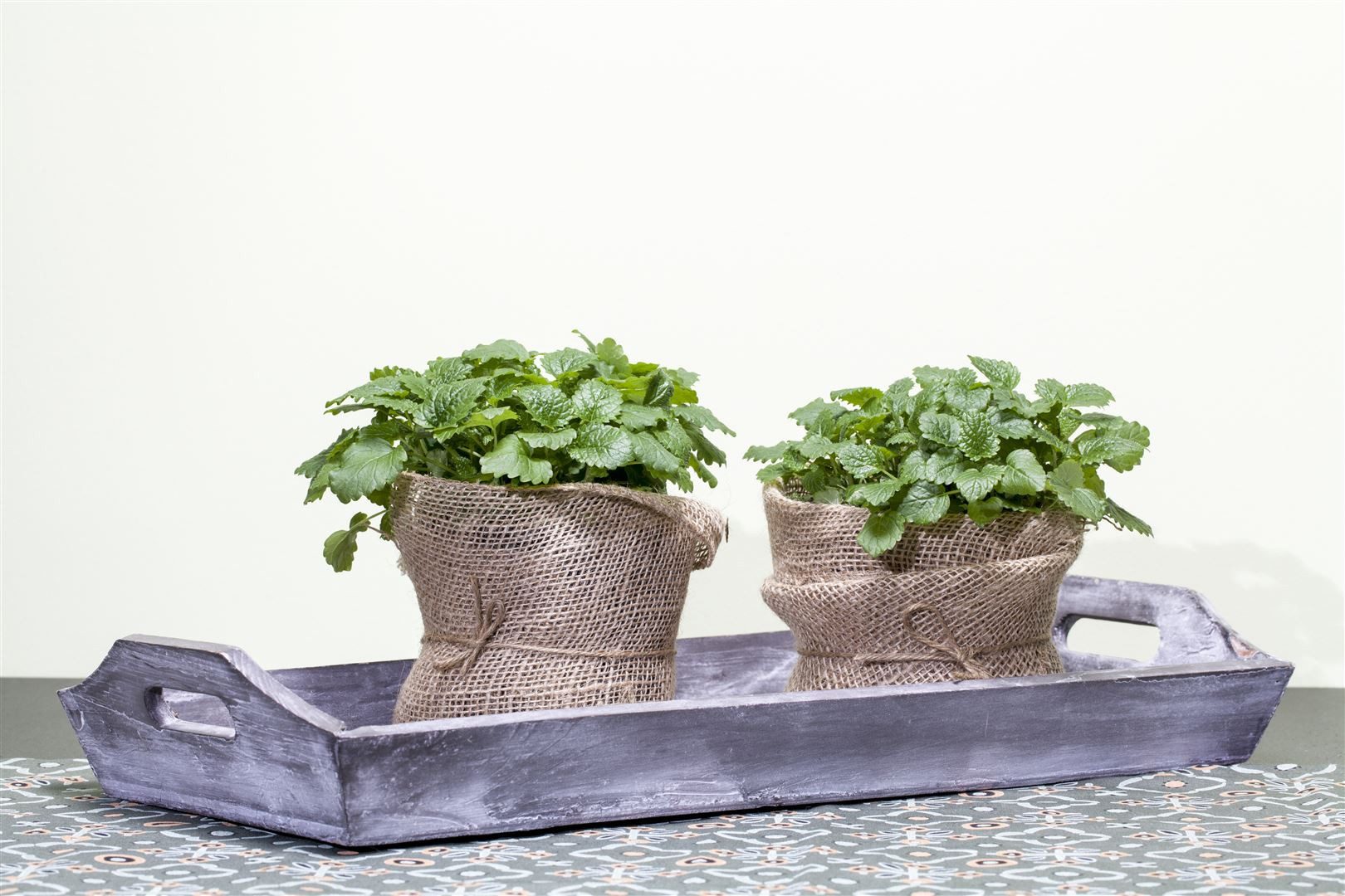 Pflanzen für Dich Staude Melissa officinalis, 1 St., Zitronenmelisse, Melisse