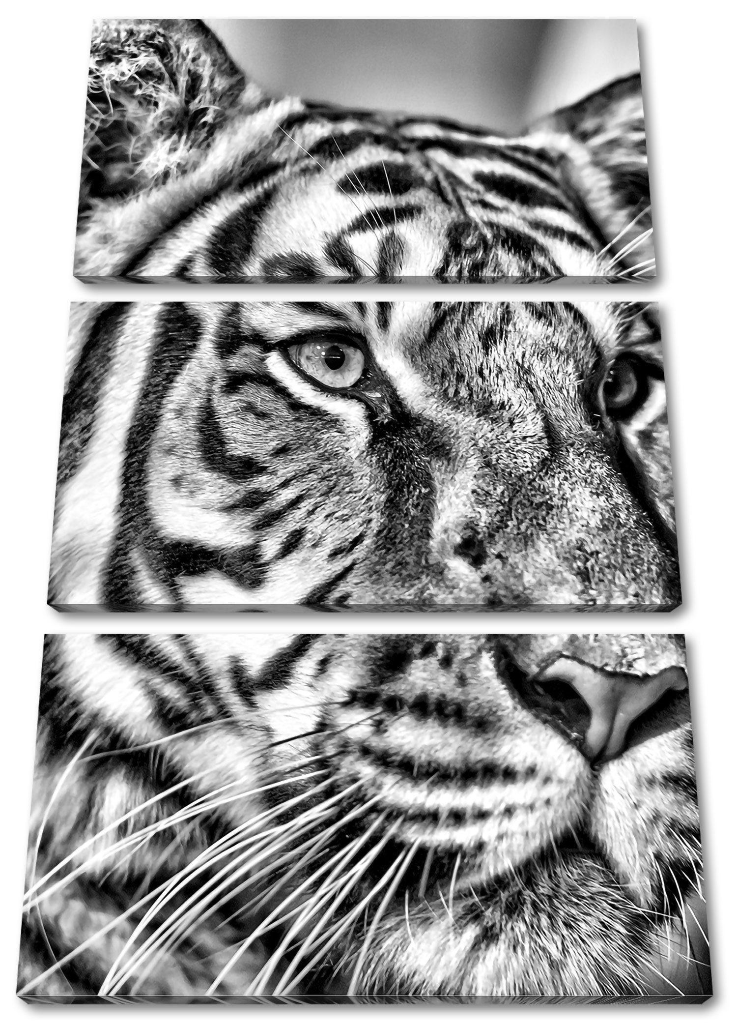 Tiger, inkl. (120x80cm) St), Leinwandbild schöner bespannt, Pixxprint Zackenaufhänger schöner Tiger 3Teiler (1 Leinwandbild fertig