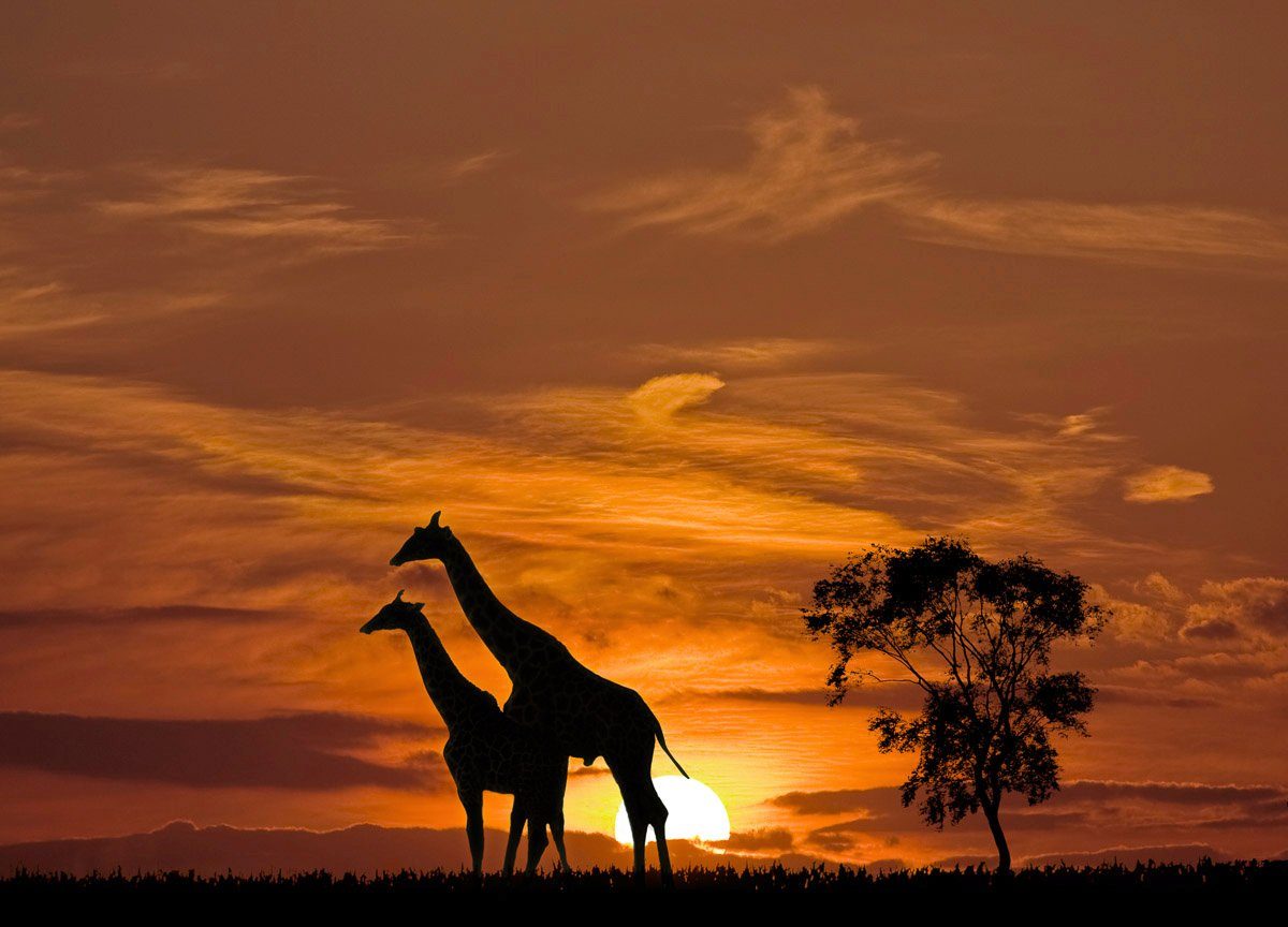 Sonnenuntergang Fototapete Papermoon vor Giraffen
