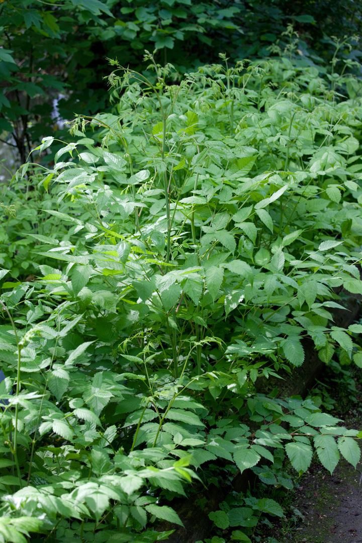 Pflanzen für Dich Staude Aruncus dioicus, 1 St., Wald-Geißbart, Geißbart, Waldspiere – Bild 5 von 5