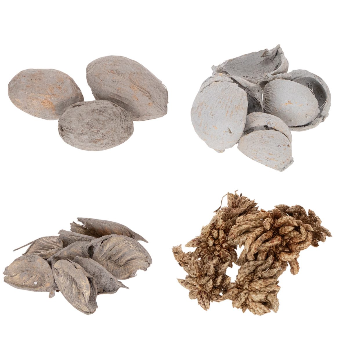 Trockenblume Schalenfrüchte Deko für Sommerfeeling und stilvolle, DIJK, Höhe 5 cm
