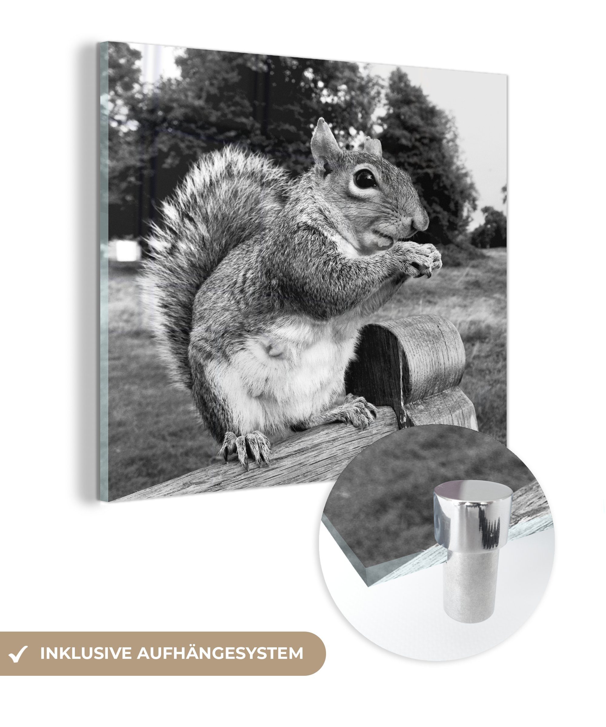 MuchoWow Acrylglasbild Eichhörnchen auf Holzbank in schwarz und weiß, (1 St), Glasbilder - Bilder auf Glas Wandbild - Foto auf Glas - Wanddekoration