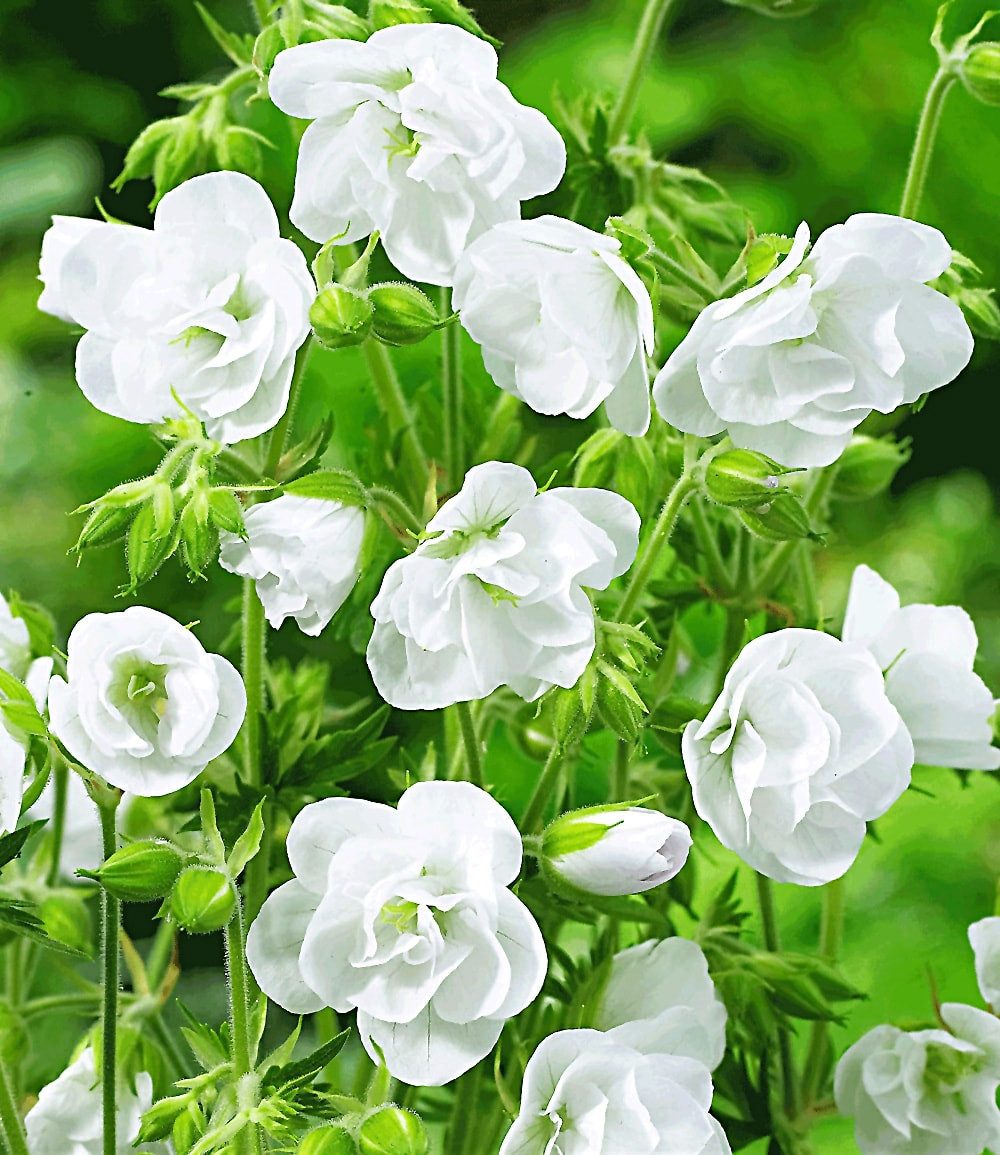 BALDUR Garten Bodendecker Winterharte Geranie 'Weiße Snow Double®', 2 St., Storchenschnabel, winterhart, lange Blütezeit, pflegeleicht