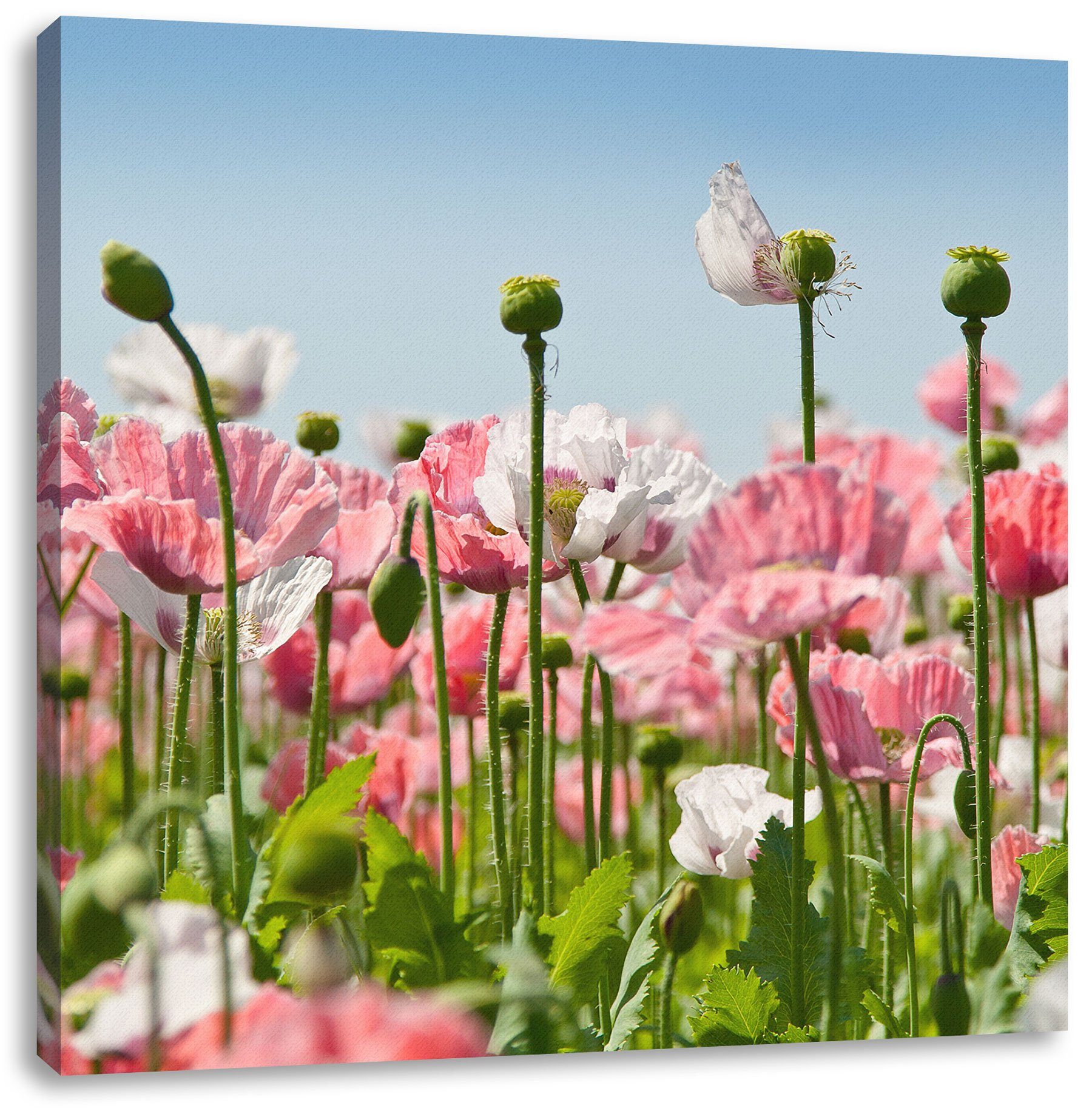 Pixxprint Leinwandbild Blumenwiese Mohnblumen, Blumenwiese Mohnblumen (1 St), Leinwandbild fertig bespannt, inkl. Zackenaufhänger