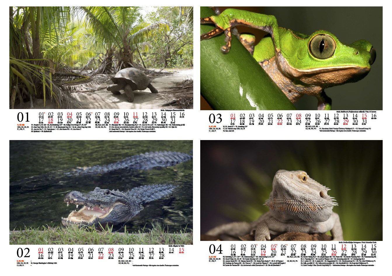 Seelenzauber Wandkalender Tierzauber Amphibien und Reptilien DIN A5 Kalender für 2026