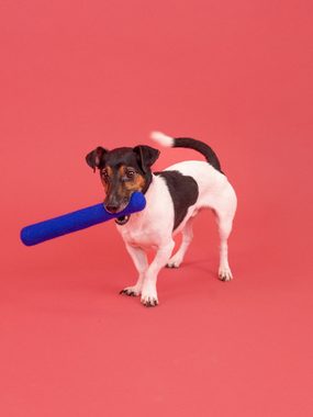 myfelt Tier-Intelligenzspielzeug Filz Hundespielzeug - Stock, reiner Schurwolle, 26 cm, ideal für Zerrspiele