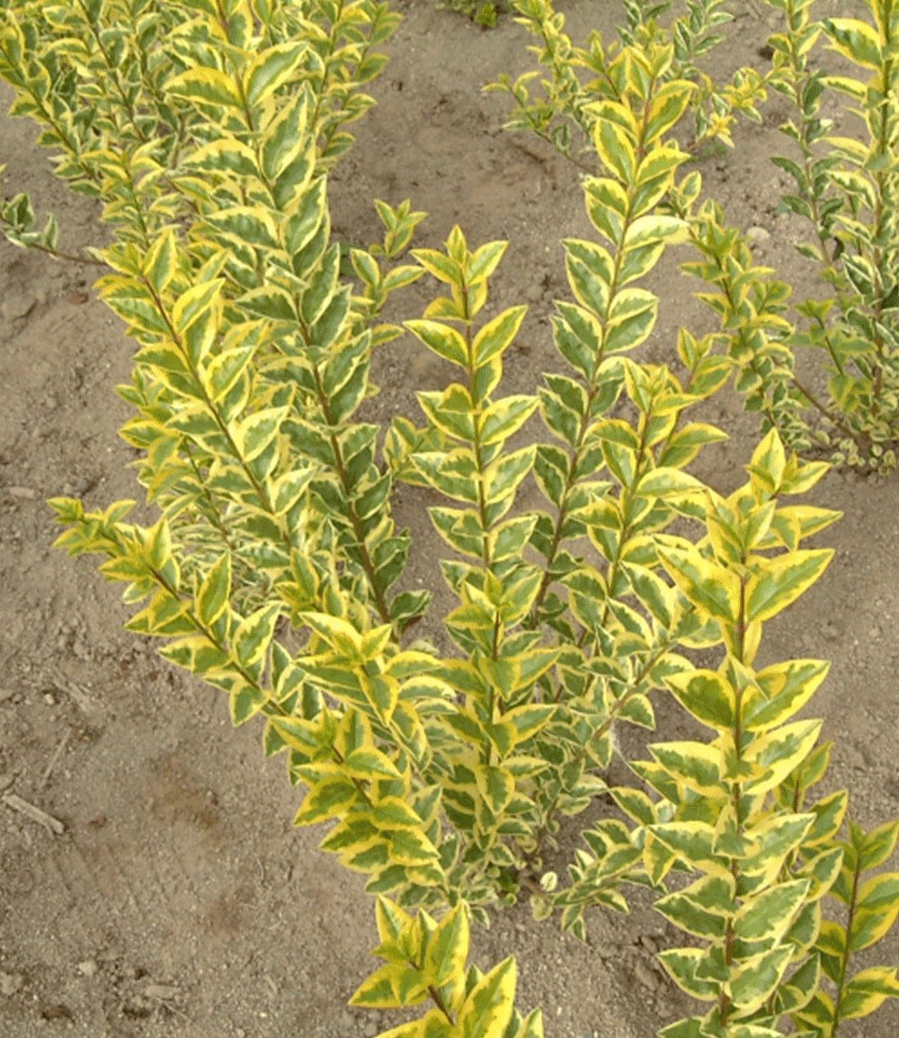 BALDUR Garten Zierstrauch Gold-Liguster, 1 St., Gehölze, winterhart, mehrjährig, pflegeleicht
