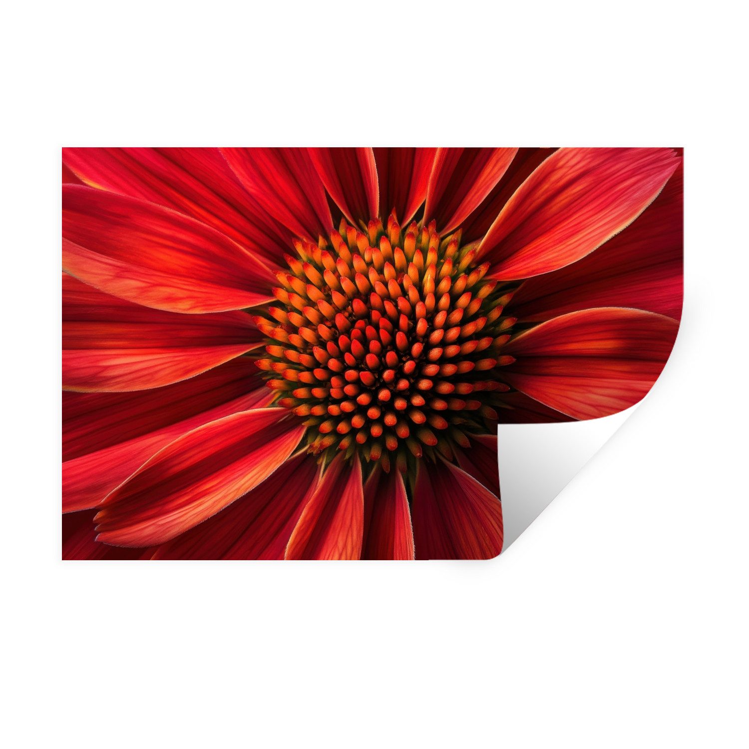 MuchoWow Wandsticker Nahaufnahme - Blume - günstig online kaufen