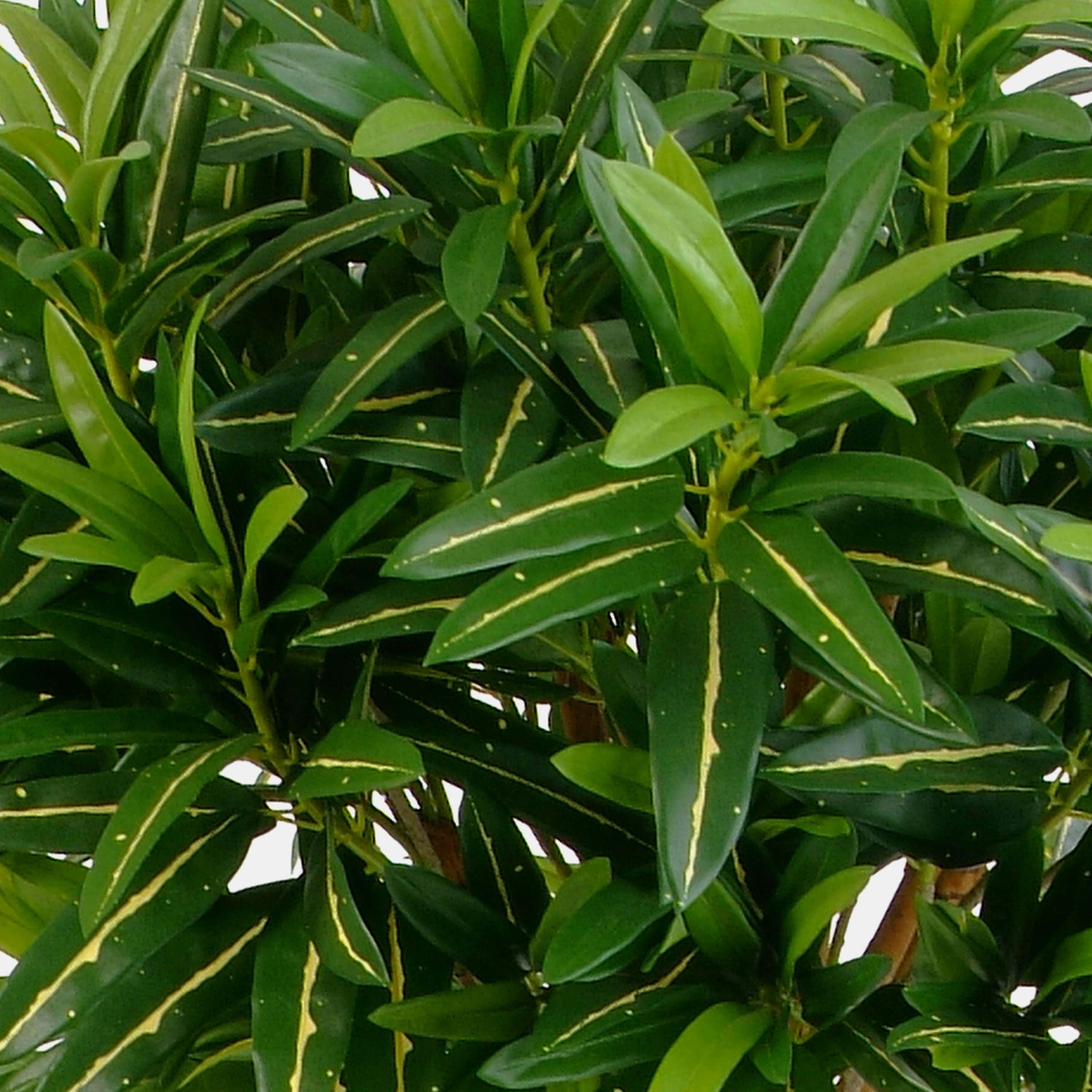 Kunstbaum Künstlicher Goldfinger Hochstamm, 1010 Blätter, grün, 150cm Longifolia, artplants, Höhe 150.0 cm