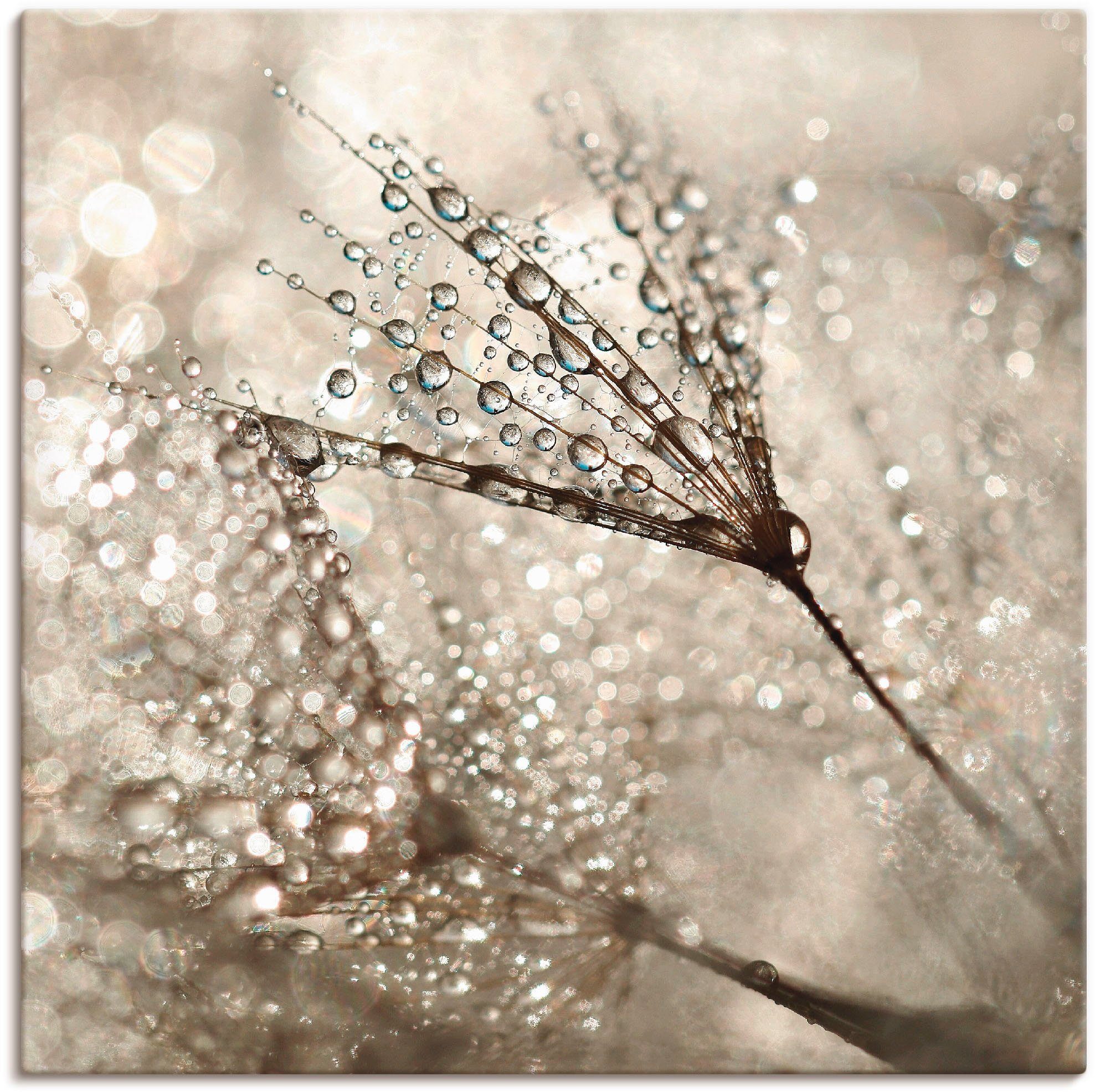 Artland Wandbild Pusteblume Tautropfen, Blumen (1 günstig online kaufen