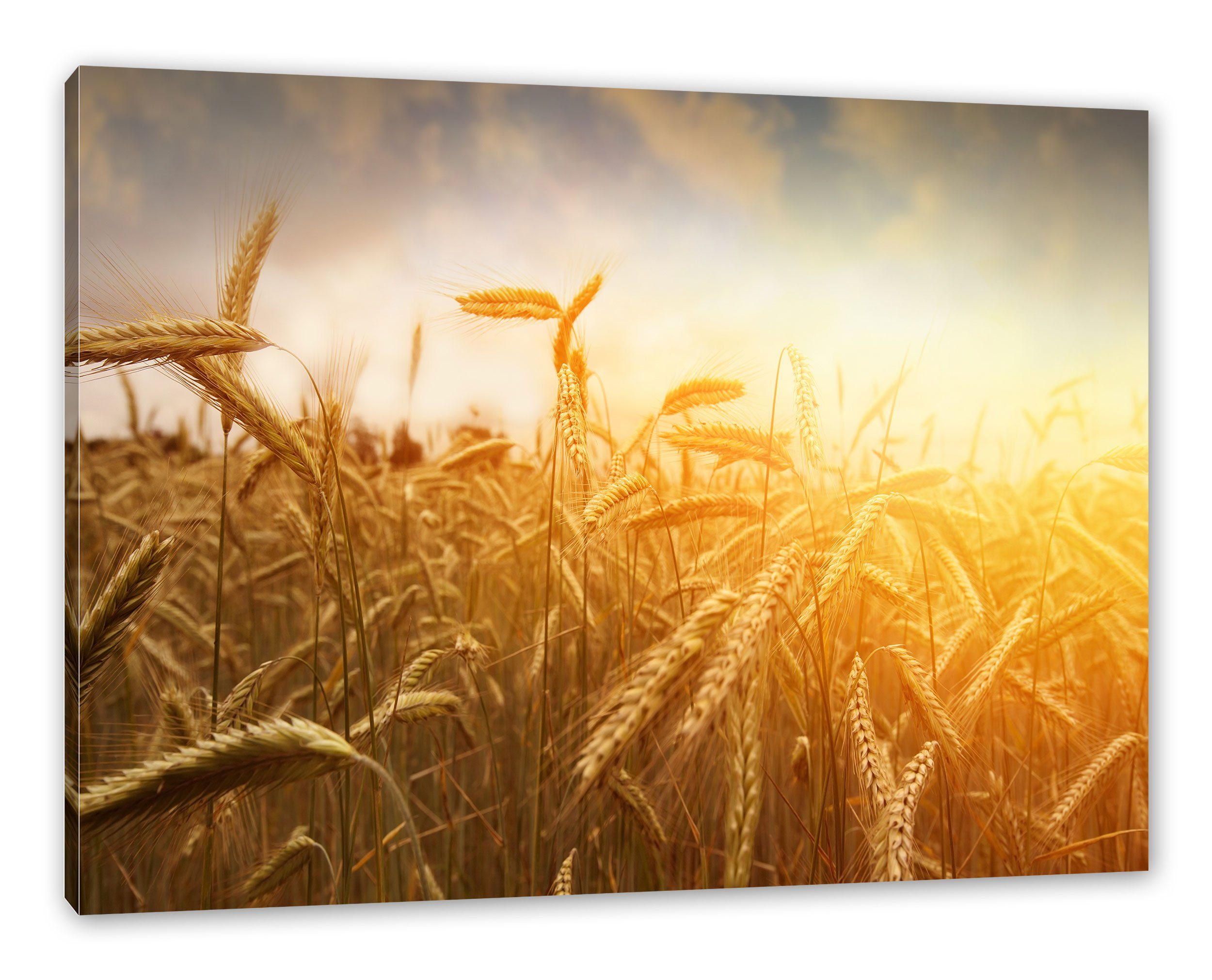 Pixxprint Leinwandbild Getreide im Sonnenlicht, Getreide im Sonnenlicht (1 St), Leinwandbild fertig bespannt, inkl. Zackenaufhänger