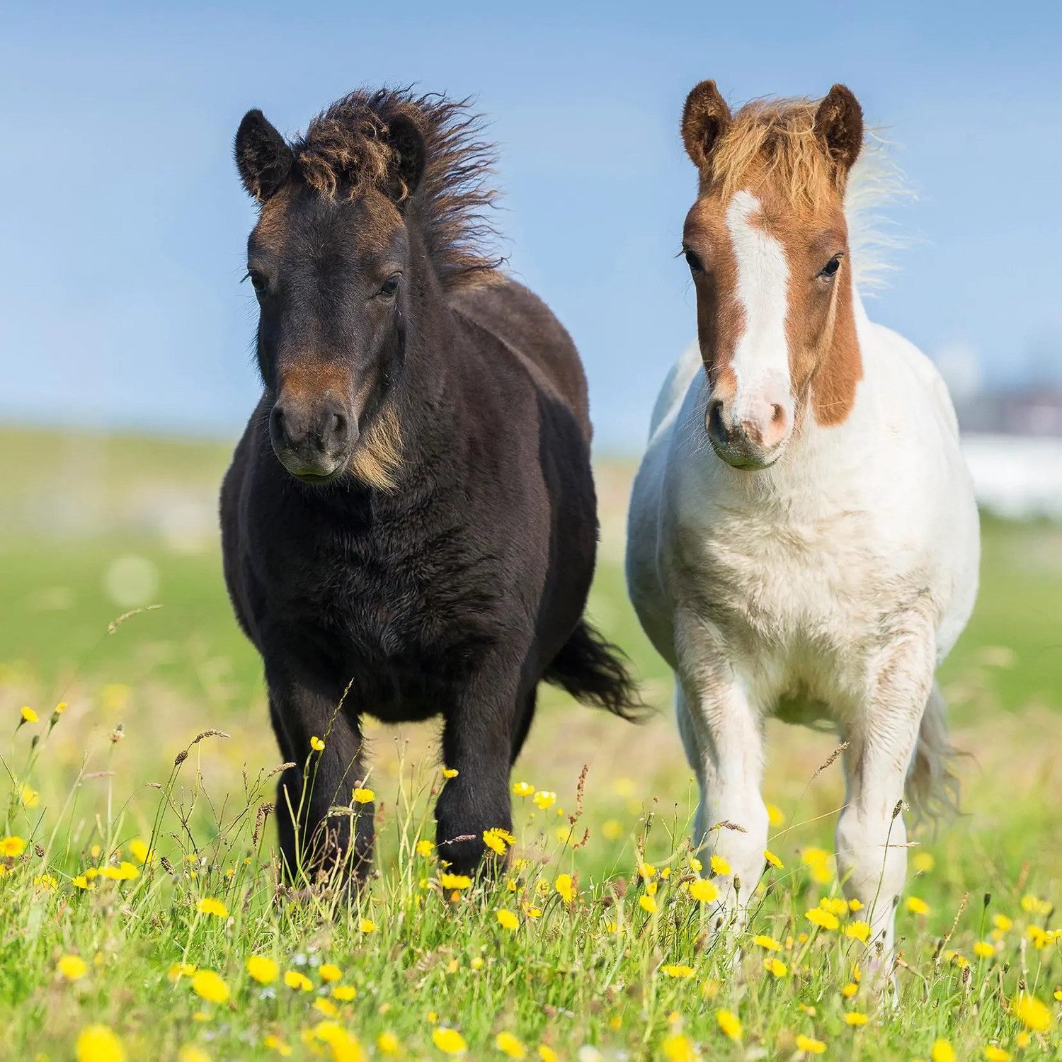 Ravensburger Puzzle Liebe Pferde. Puzzle 3 x 49 Teile, 49 Puzzleteile günstig online kaufen