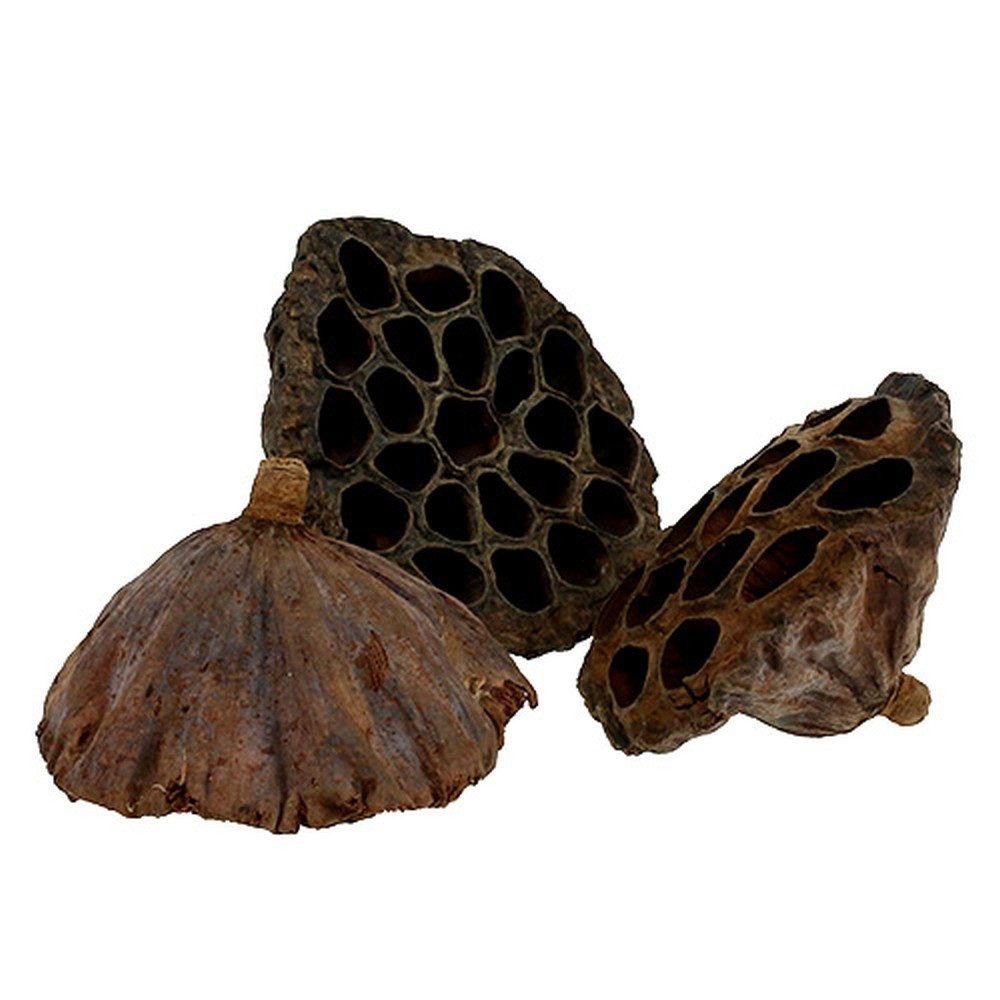 Trockenblume Lotos Kolben Groß 100 Stück Natürlich, Dekorative Trockenblüten für, Viana