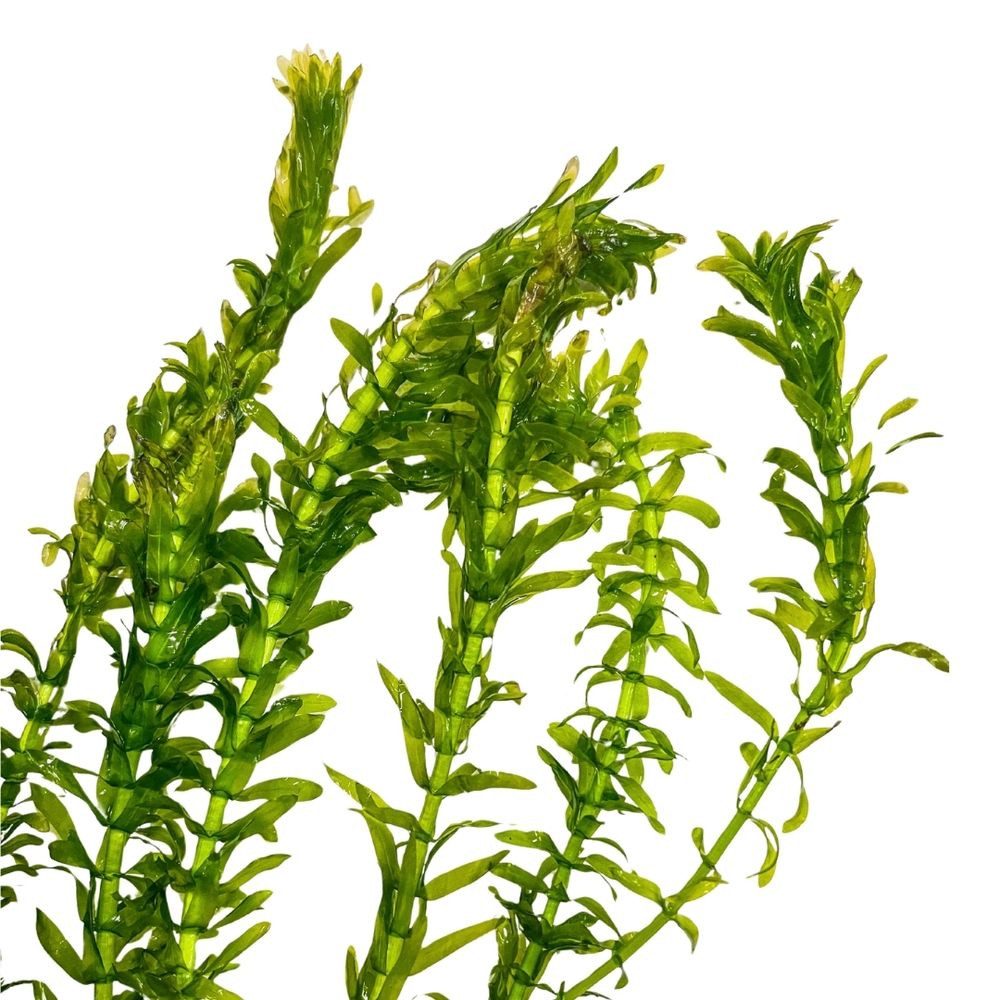 Aquaone Wasserpflanze Aquarium Pflanze Elodea canadensis Nr.312