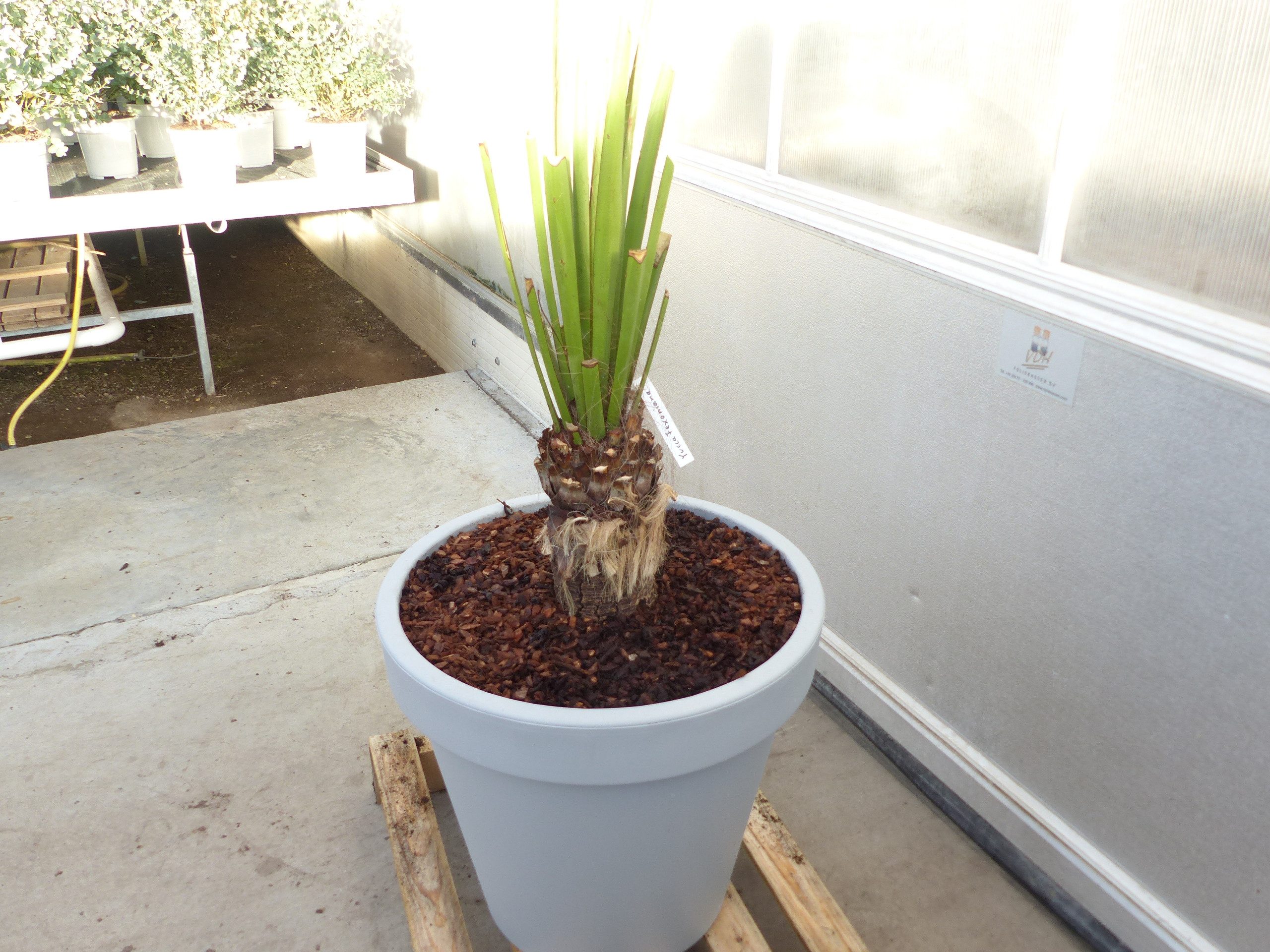 gruenwaren jakubik Baum Yucca Faxoniana, 130 cm, Stamm 23 cm, Faxon Yucca, Palmilla