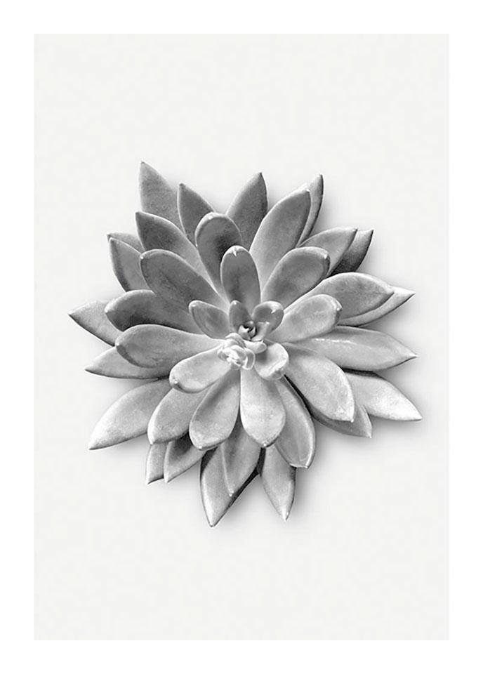 Komar Bild Succulent Agave, Blätter, Pflanzen (1 St), Wandbild zur Dekoration - ohne Rahmen
