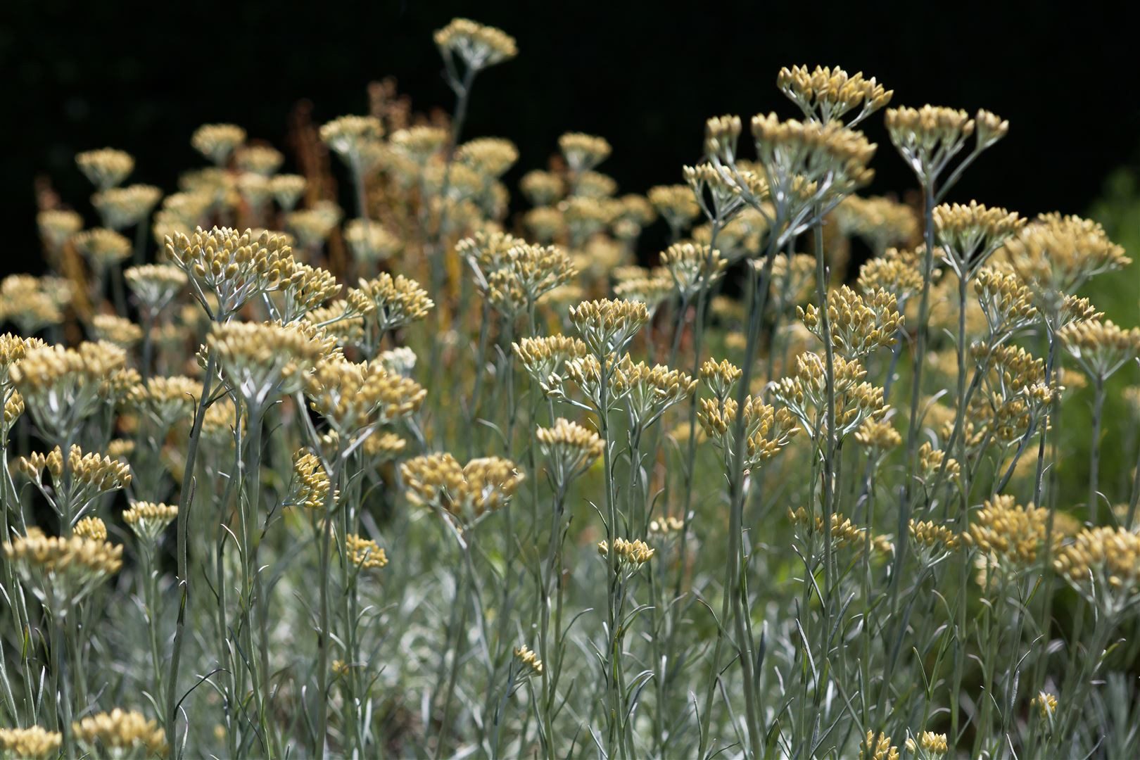 Pflanzen für Dich Staude Helichrysum italicum, 1 St., Currykraut, Italienische Strohblume