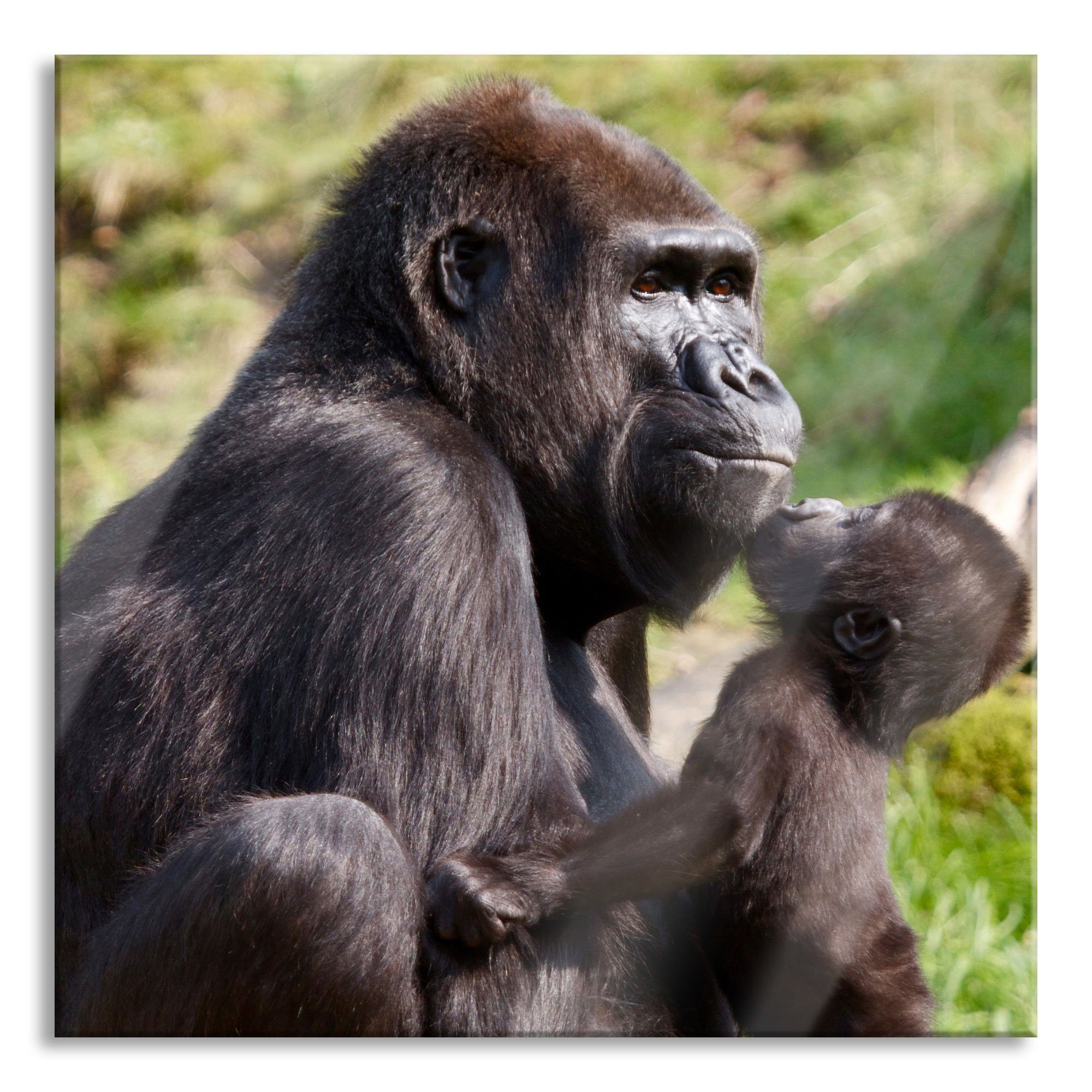 Pixxprint Glasbild Abstandshalter Mutter, aus (1 Aufhängungen und Mutter Gorilla-Baby küsst Echtglas, Glasbild inkl. St), Gorilla-Baby seine küsst seine