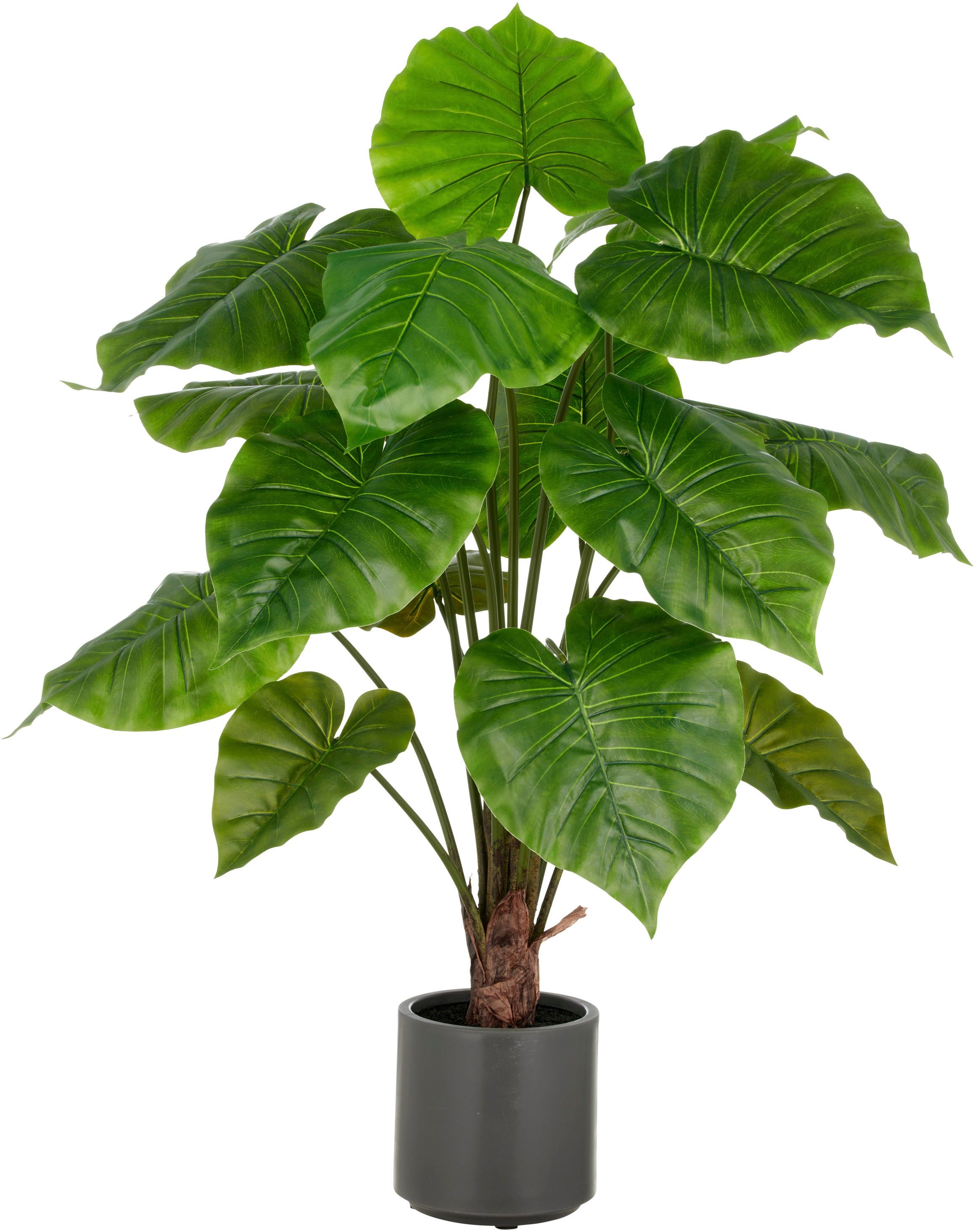 Kunstpflanze Alocasia Wentii, Creativ green, Höhe 100 cm, mit naturgetreuem günstig online kaufen