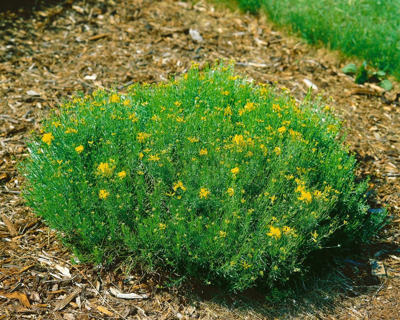 Pflanzen für Dich Gehölze Genista radiata, 1 St., Strahlen-Ginster, Strauchginster
