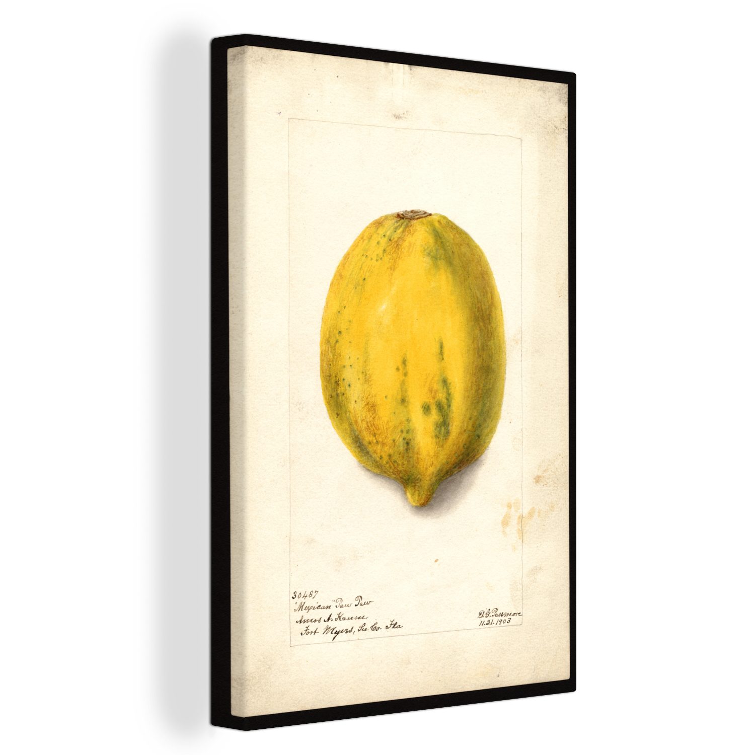 OneMillionCanvasses® Leinwandbild Carica papaya - Gemälde von Deborah Griscom Passmore, (1 St), Leinwandbild fertig bespannt inkl. Zackenaufhänger, Gemälde, 20x30 cm