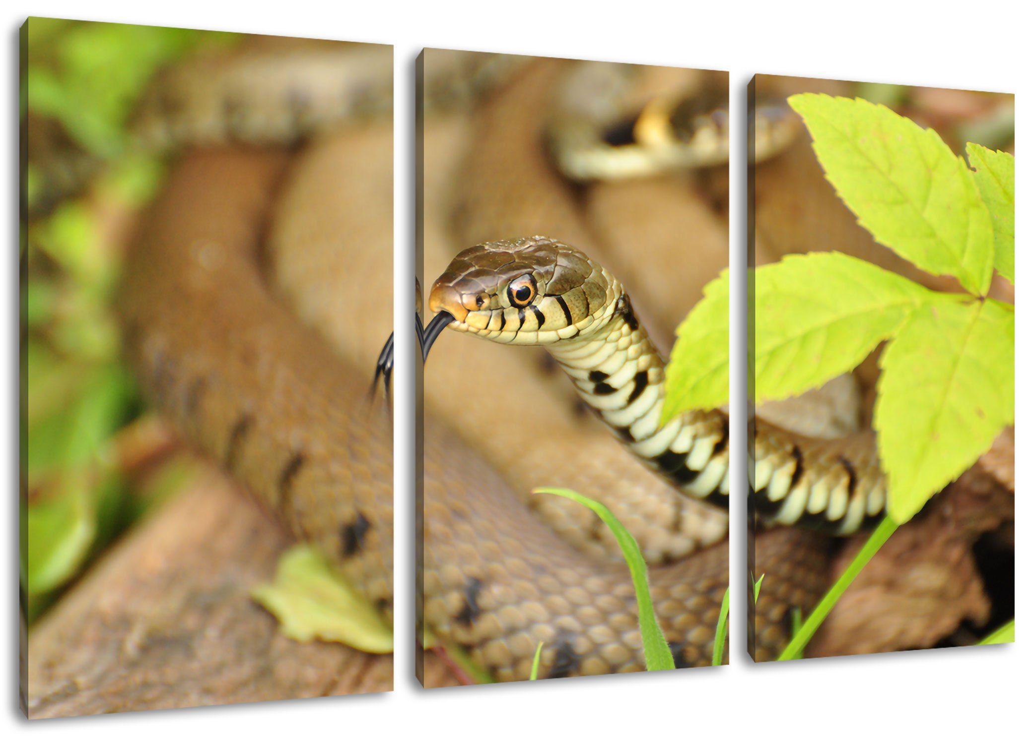Pixxprint Leinwandbild beeindruckende Schlange, beeindruckende Schlange 3Teiler (120x80cm) (1 St), Leinwandbild fertig bespannt, inkl. Zackenaufhänger