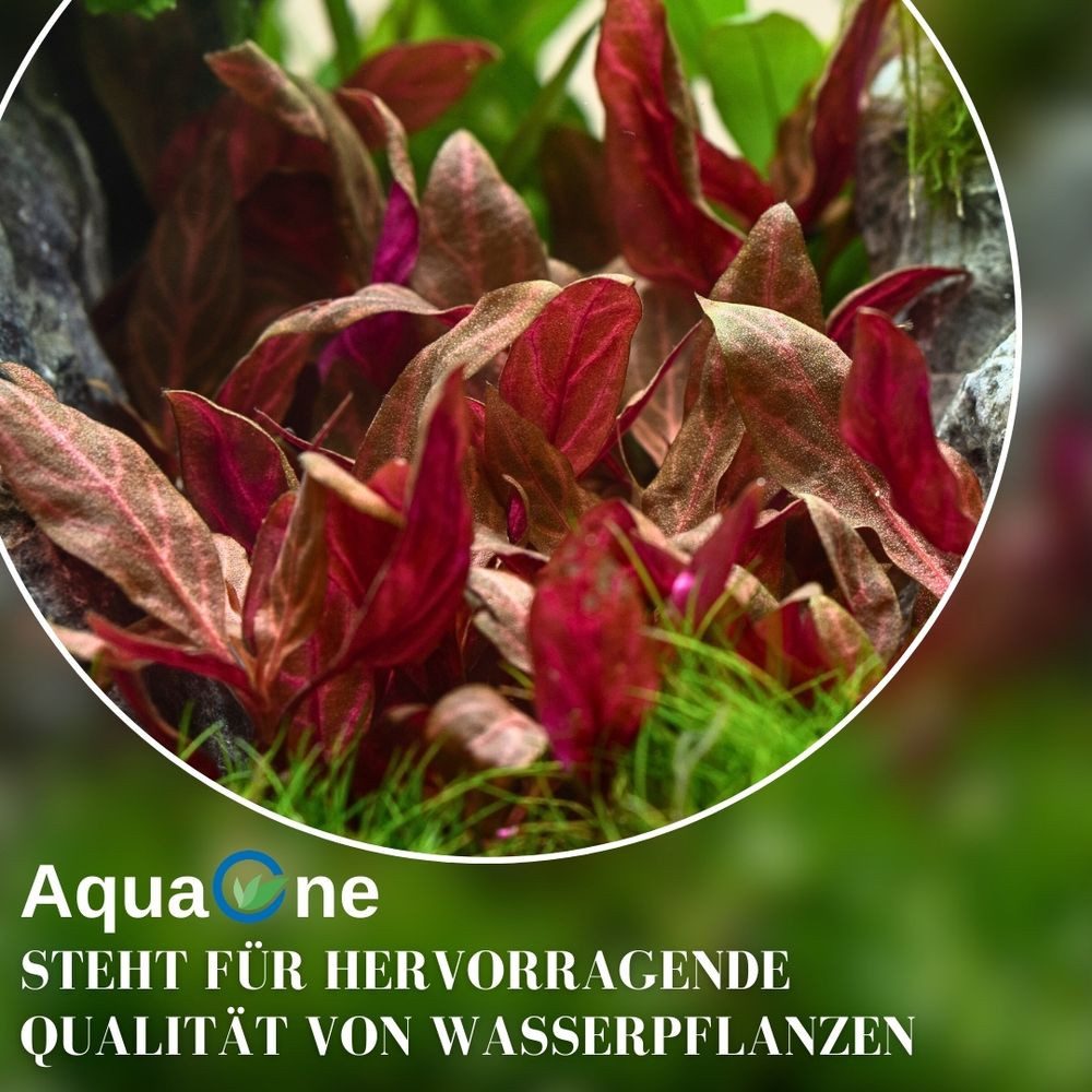Aquaone Wasserpflanze Aquarium Pflanze Pogostemon deccanensis Tropica Nr.053F – Bild 5 von 5
