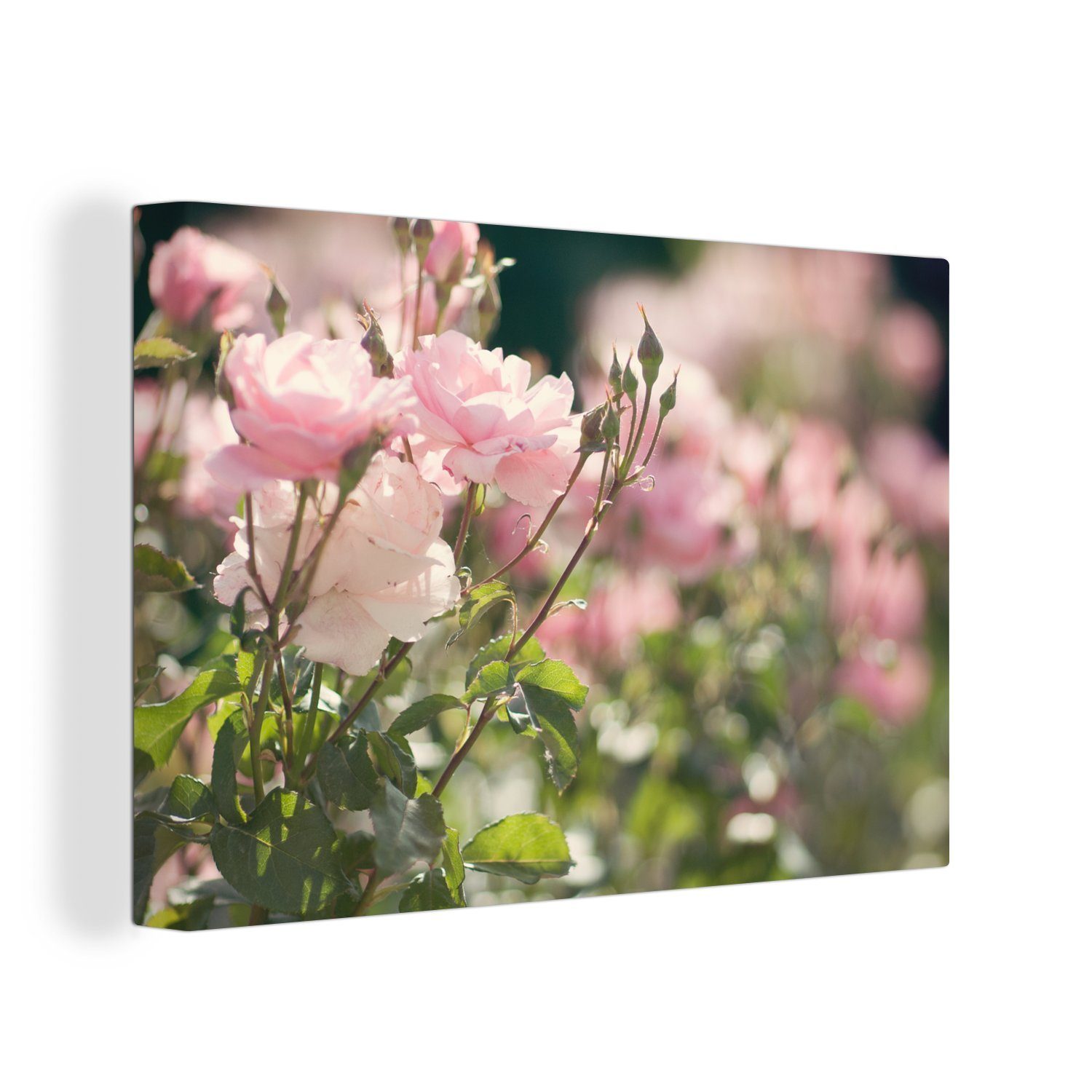OneMillionCanvasses® Leinwandbild Rosen - Blumen - Rosa, Fotodruck (1 St), Leinwand Bilder Klein, Wand Dekoration Aesthetic 30x20 cm