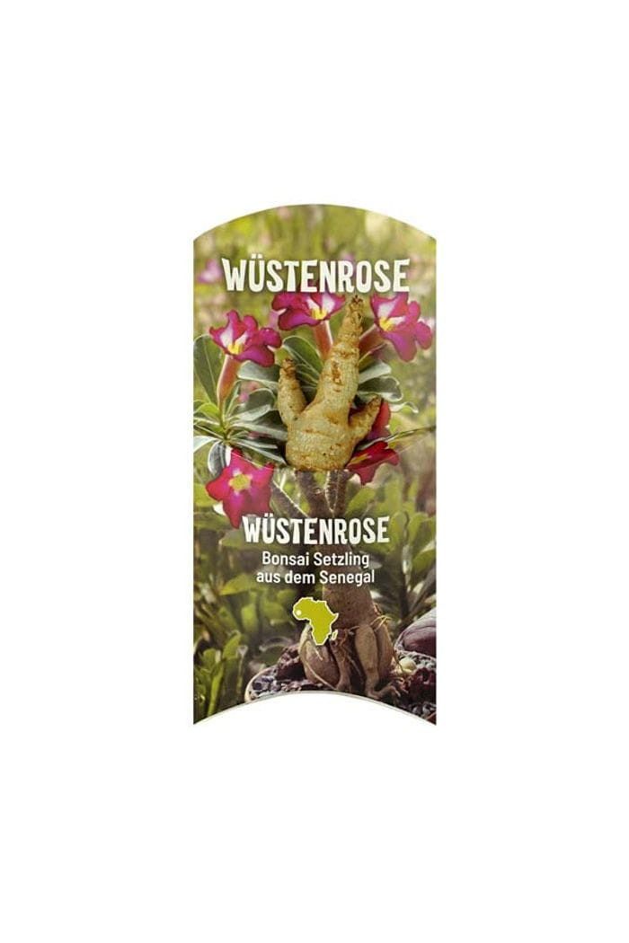 CONTIGO Sukkulente Baobab Chacal Setzling - 1-2 Jahre - Wüstenrose - Senegal, Handgefertigt in Senegal · Recyceltes Glas · Unikat