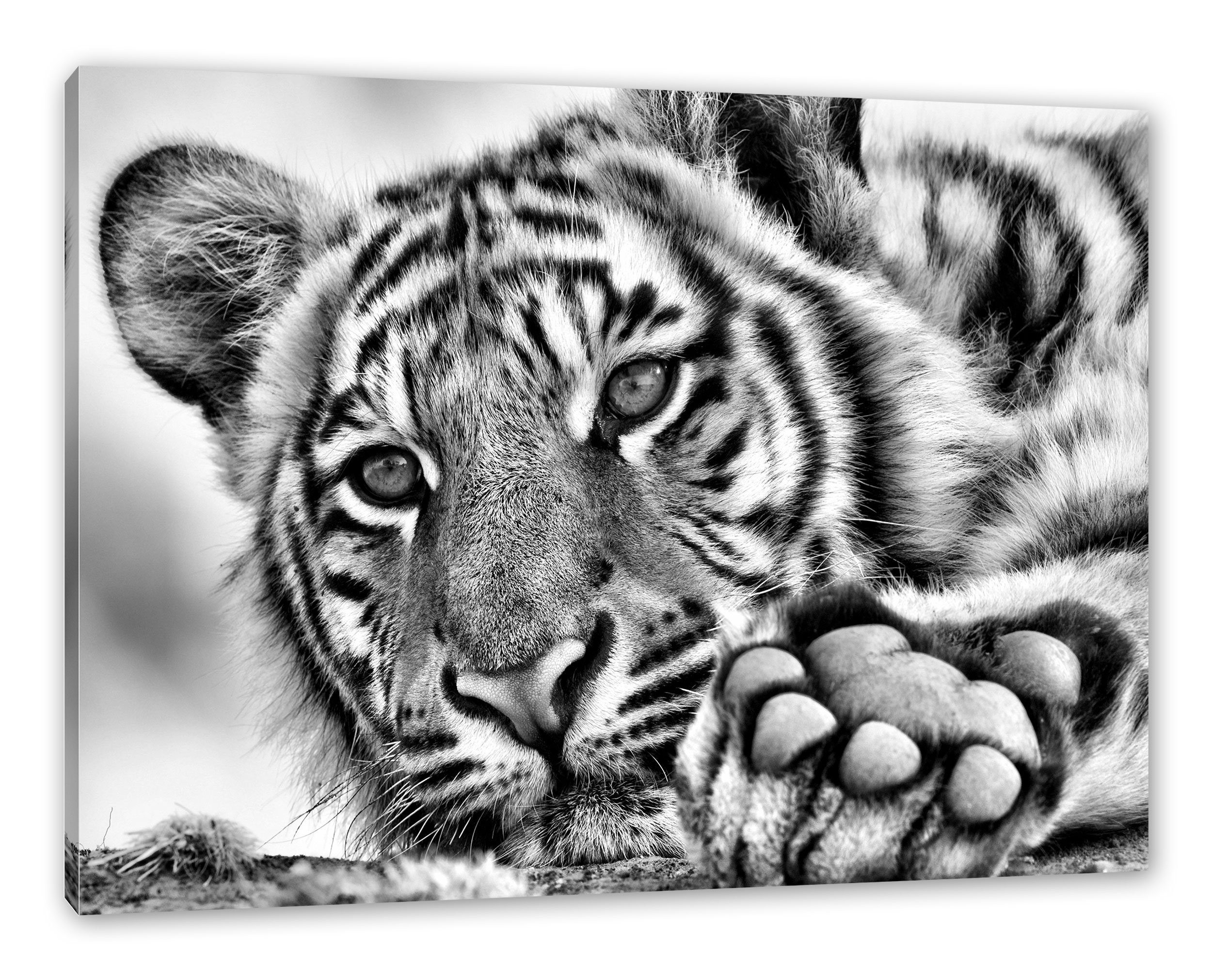 Tiger Leinwandbild Pixxprint St), Tiger, fertig (1 Leinwandbild bespannt, Zackenaufhänger inkl.
