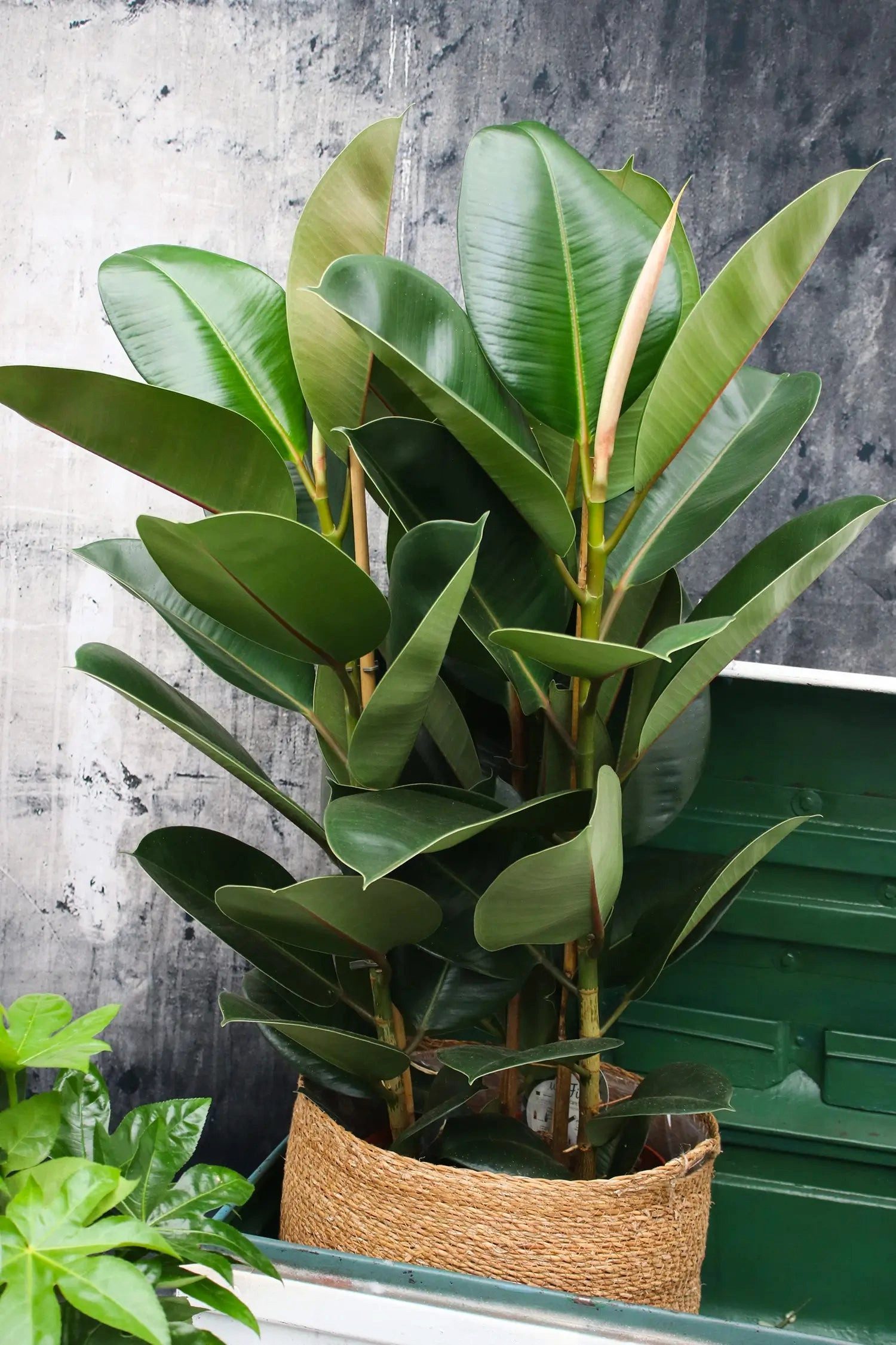 Green Me Up Zimmerpflanze Großer Gummibaum, Kompakter Wuchs, Buntlaubig günstig online kaufen