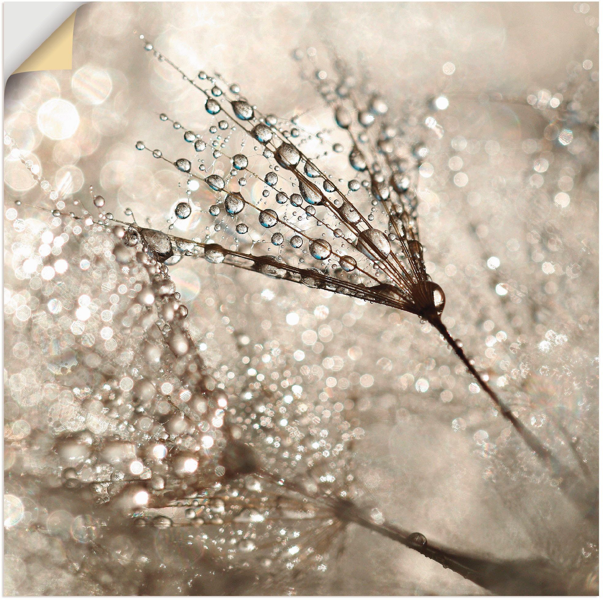 Artland Wandbild Pusteblume Tautropfen, Blumen (1 günstig online kaufen