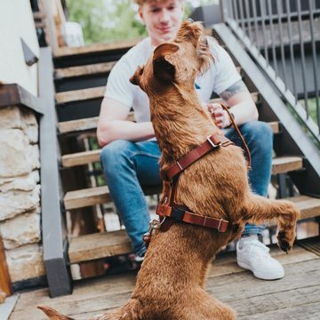 Hunter Tierbedarf Hunde-Geschirr Geschirr Aalborg, Leder