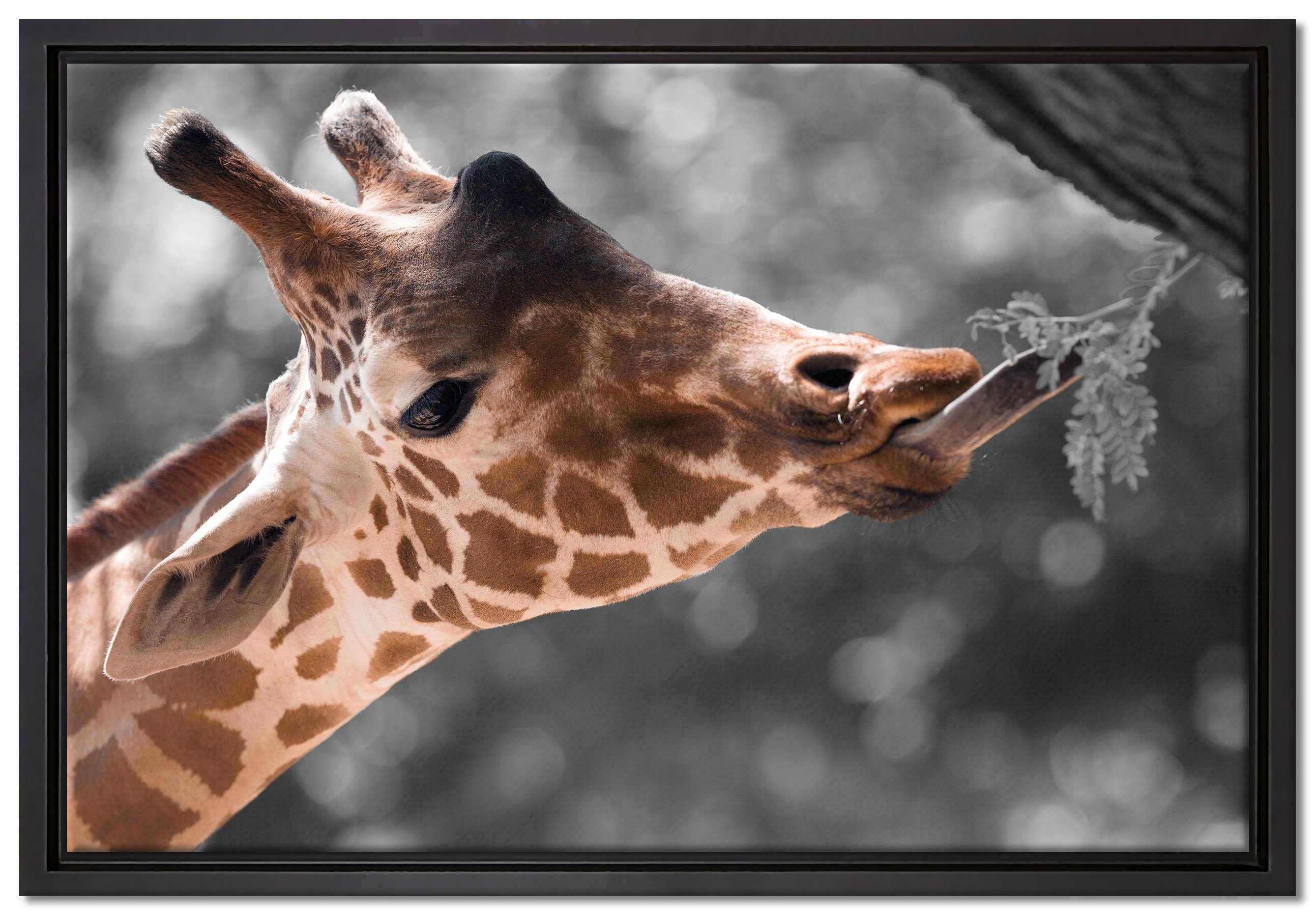 Schattenfugen-Bilderrahmen inkl. in Leinwandbild einem Zweig, bespannt, gefasst, fertig Hungrige Zackenaufhänger Giraffe Leinwandbild Wanddekoration St), Pixxprint (1 mit