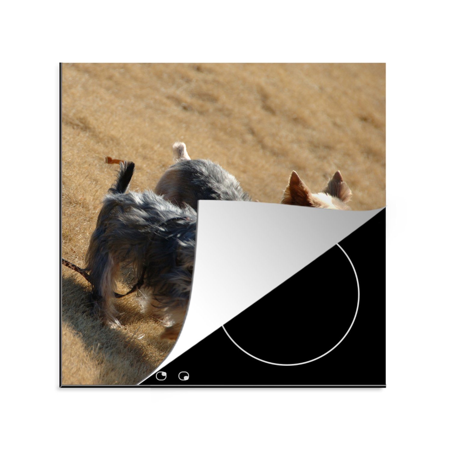 MuchoWow Herdblende-/Abdeckplatte Zwei kleine Yorkshire Terrier gehen am Strand spazieren, Vinyl, (1 tlg), 78x78 cm, Ceranfeldabdeckung, Arbeitsplatte für küche