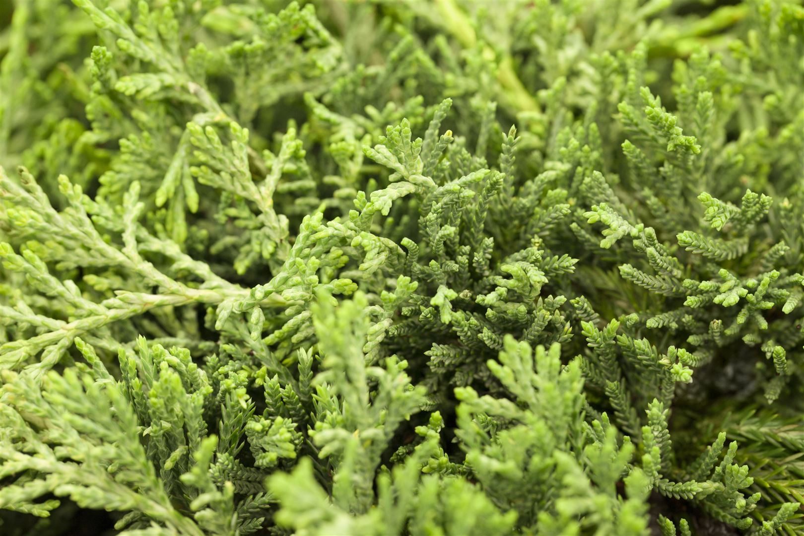 Pflanzen für Dich Konifere Juniperus horizontalis 'Glauca', 1 St., Kriech-Wacholder, Teppich-Wacholder, blaugrau, kriechend