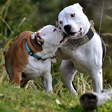 Lubgitsr Hunde-Halsband Hundehalsband Mit Kontrollgriff,Weich Gepolstertes Nylon Hundehalsband