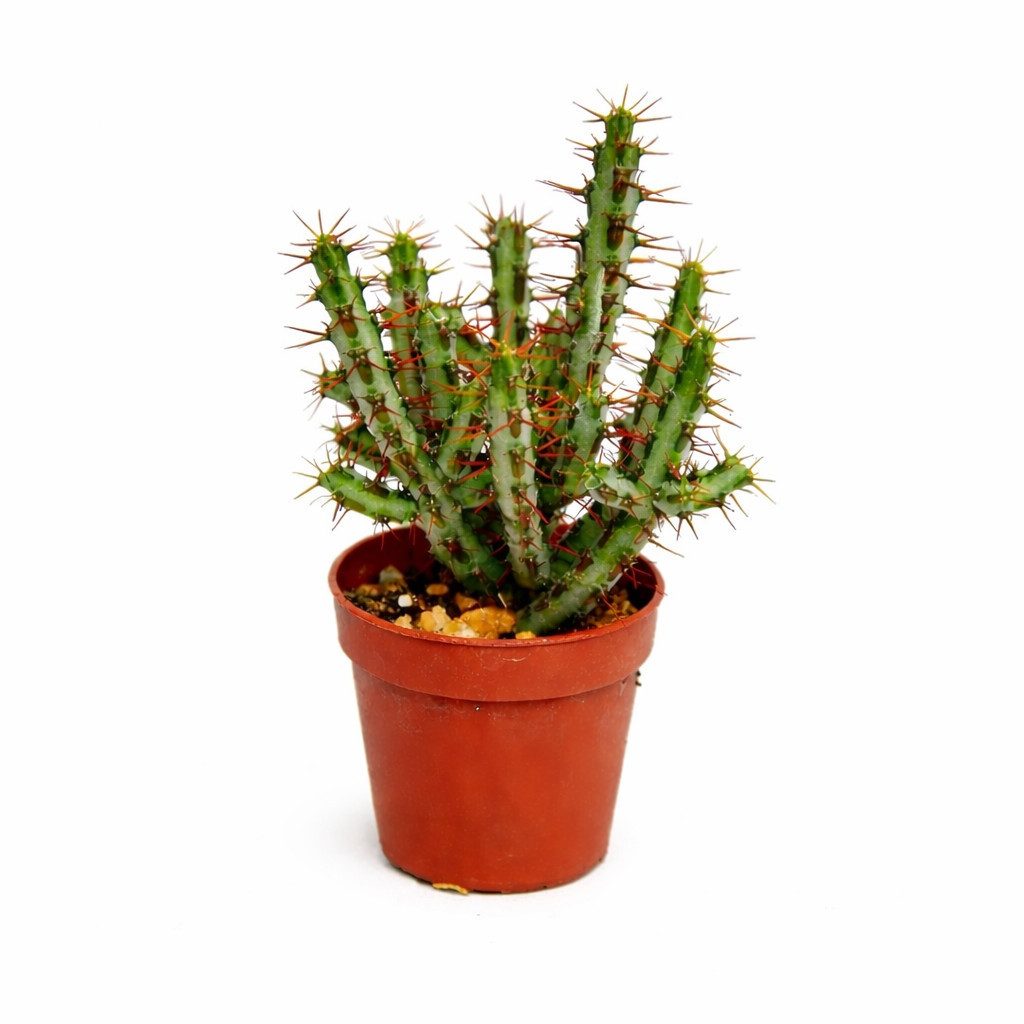 Exotenherz Zimmerpflanze Euphorbia aeruginosa - Wolfsmilch - kleine Pflanze im 5,5cm Topf