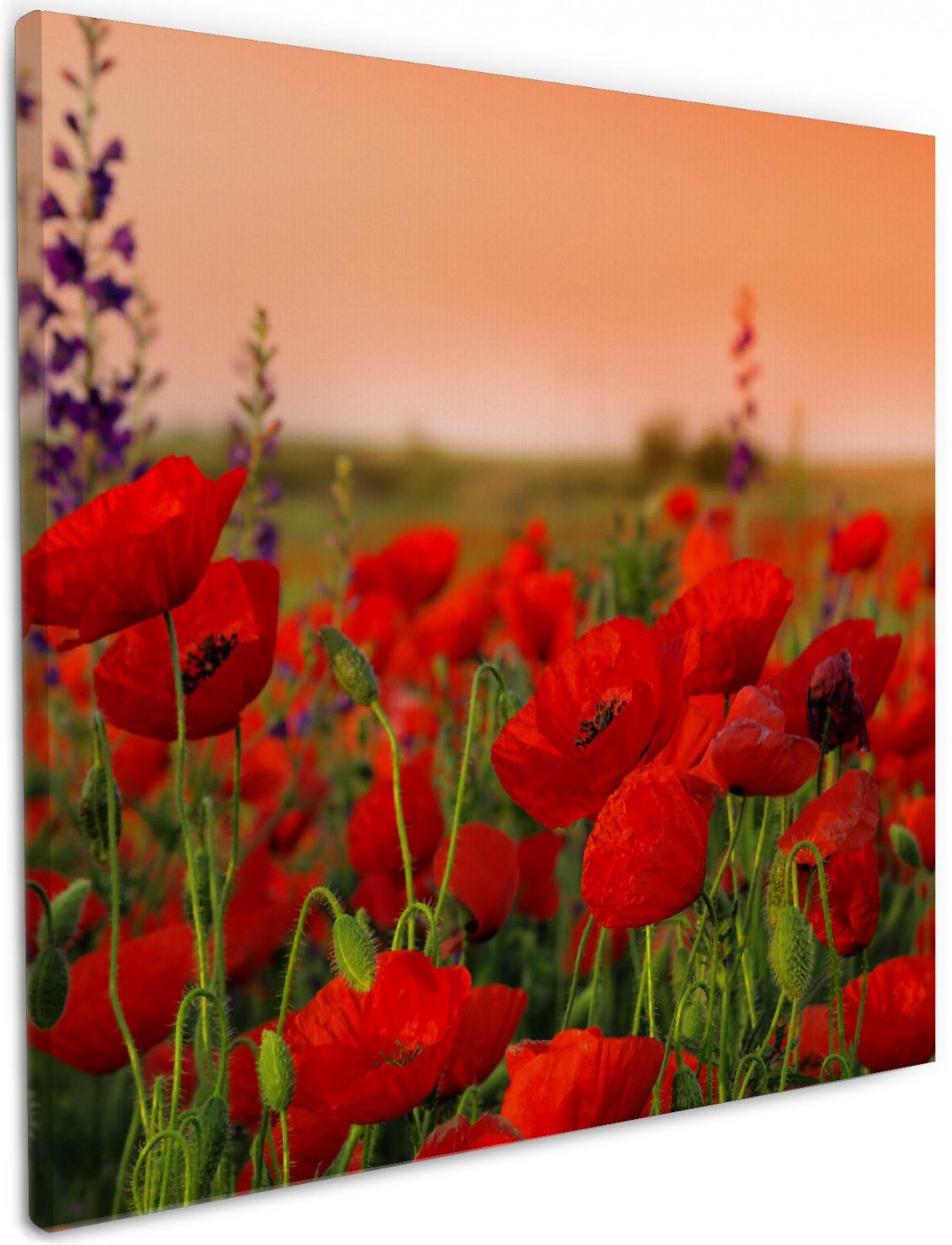 Wallario Leinwandbild, Mohnblumen auf dem Feld, günstig online kaufen