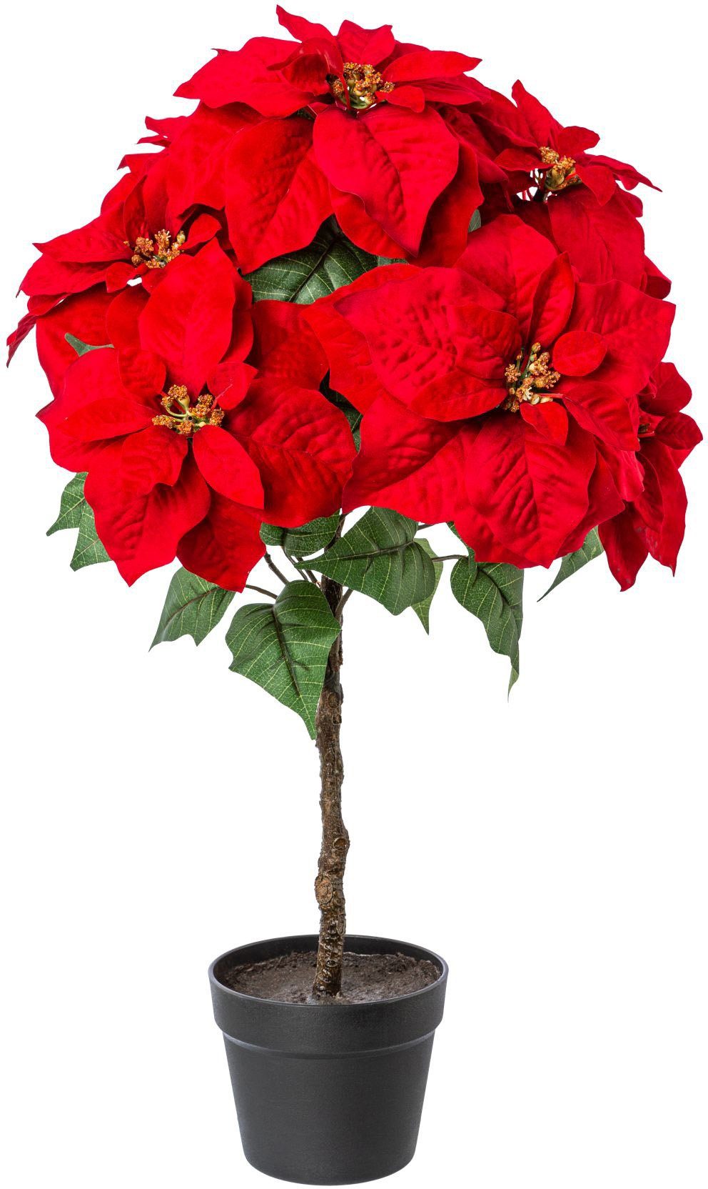 Creativ Kunstpflanze deco, 75 Samt-Ausführung dunkelrot Winterliche cm, Weihnachtsdeko Höhe Weihnachtsstern,