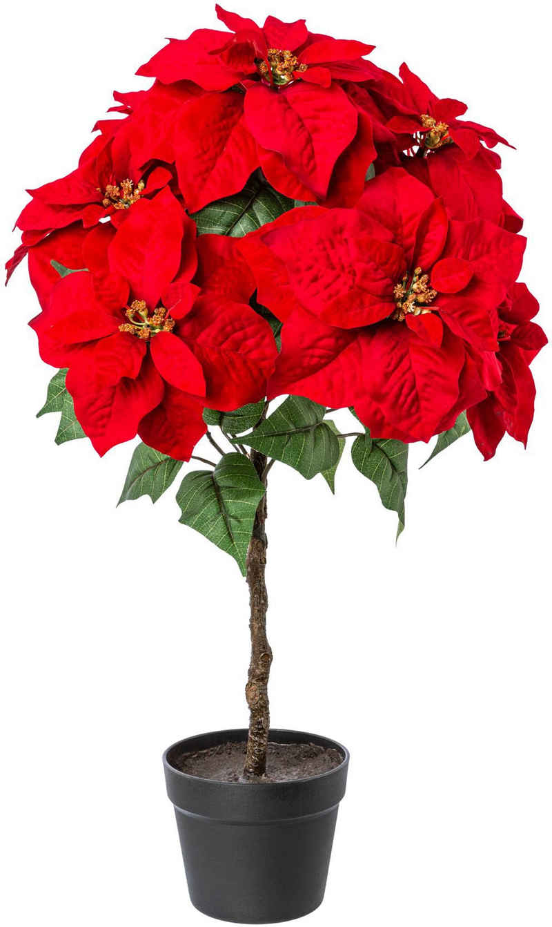 Rote Weihnachtsblumen online kaufen | OTTO
